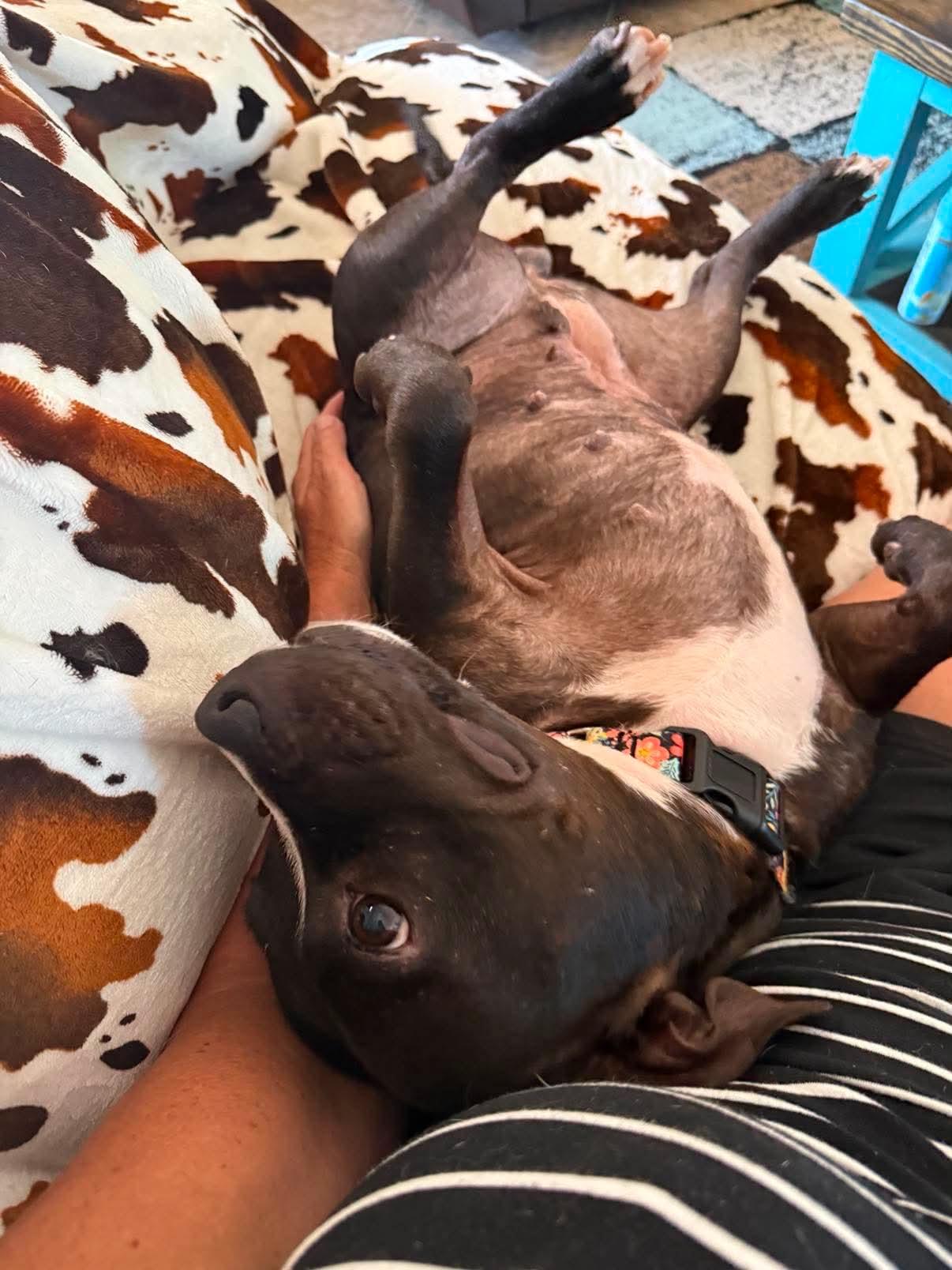 Enlarge Dumpling, a ADOPTABLE Pit Bull Terrier in Yonkers, NY image 6/6