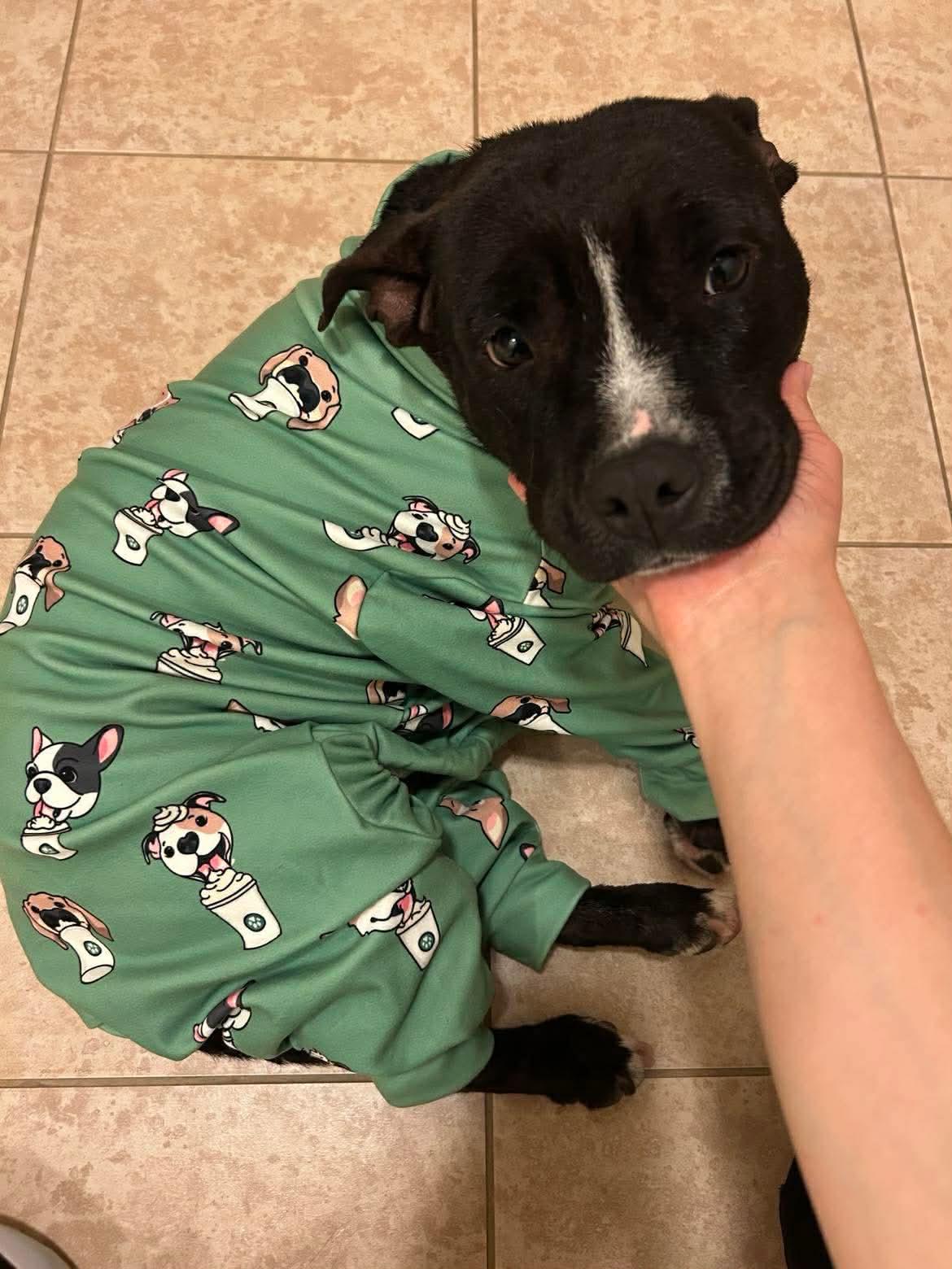 Enlarge Dumpling, a ADOPTABLE Pit Bull Terrier in Yonkers, NY image 5/6