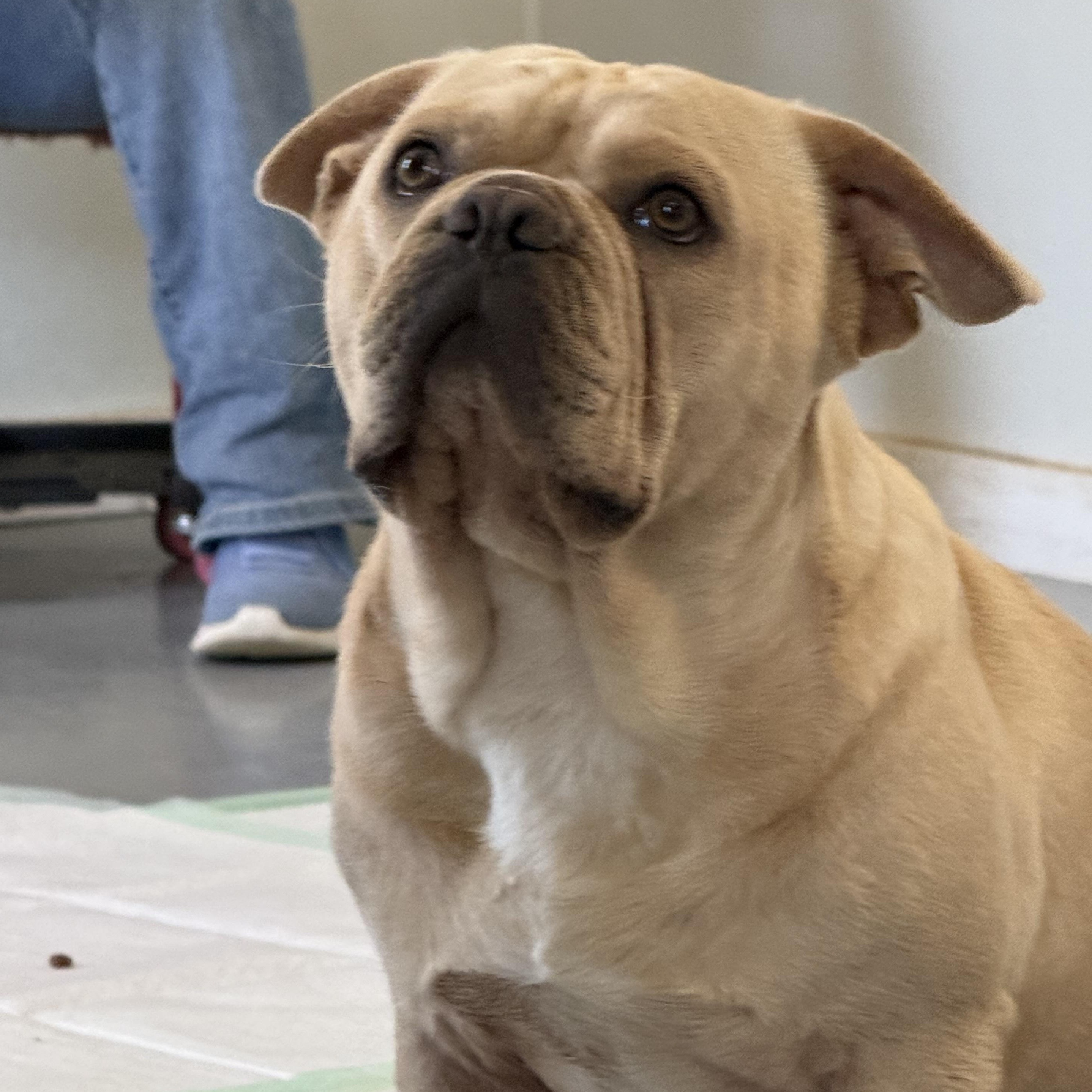 Hudson, adopted, Adult Male French Bulldog.