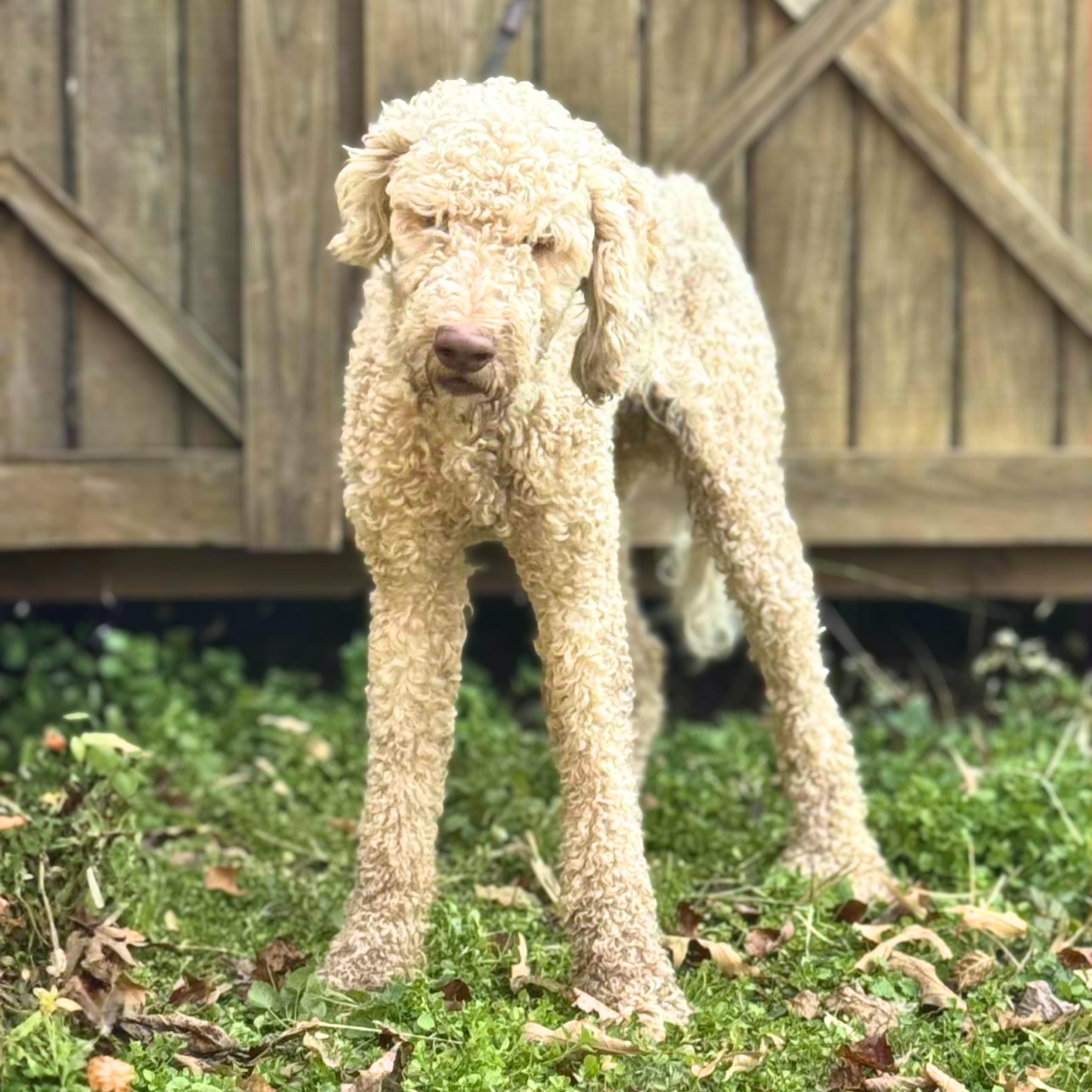 Jackalope thumbnail 3