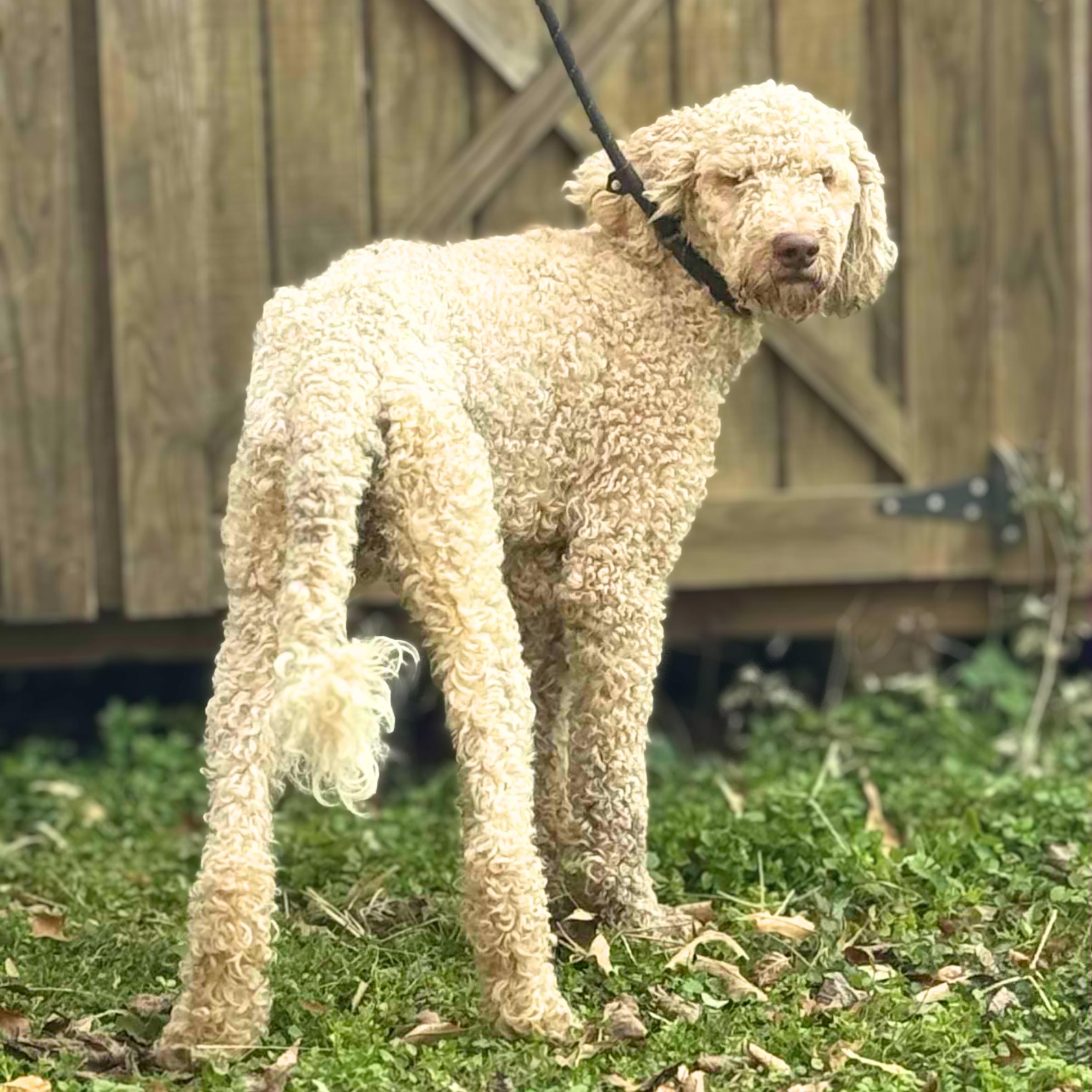 Jackalope thumbnail 2