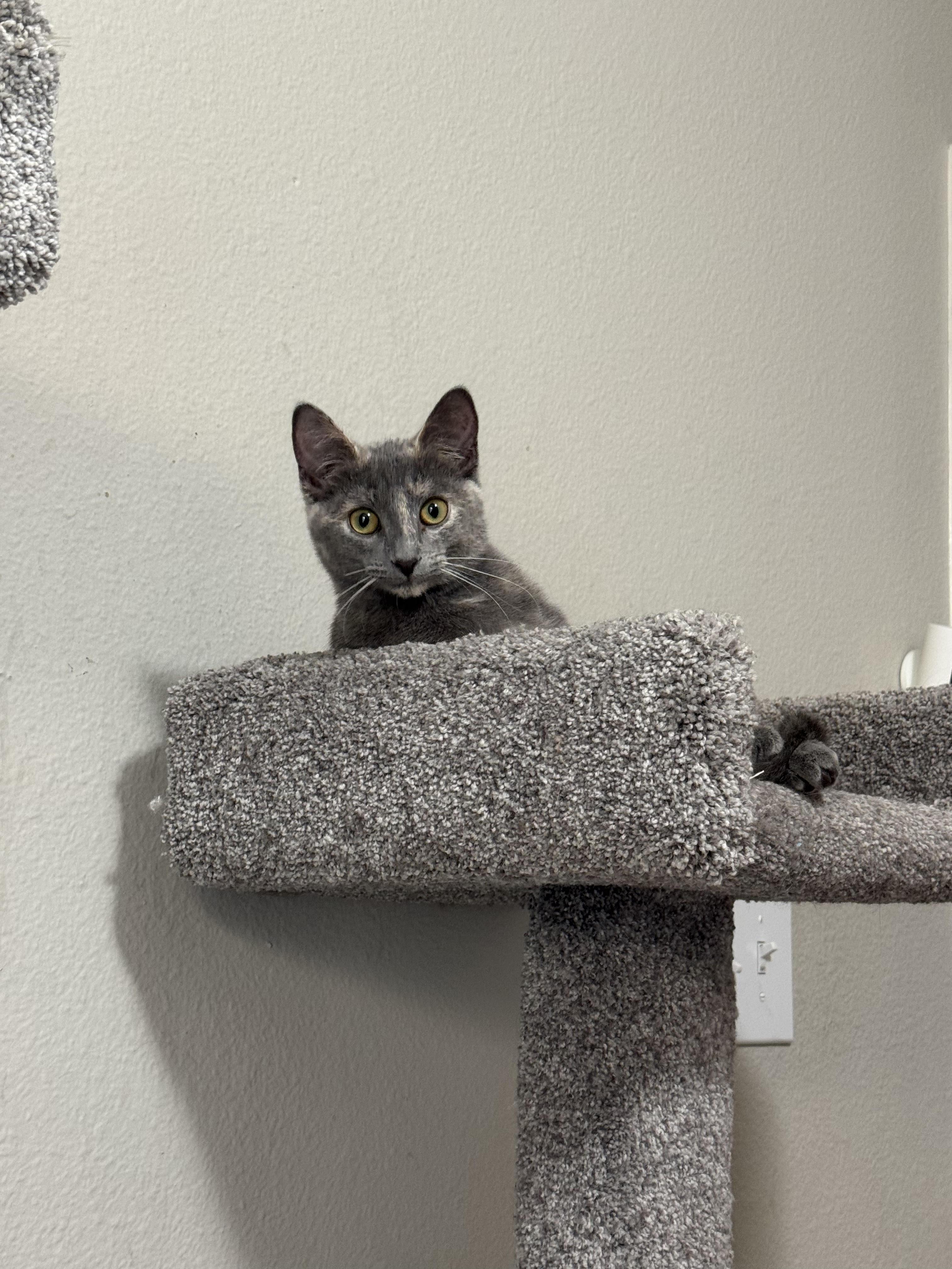 Enlarge Scraps, an adopted mixed breed in Roachdale, IN image 2/4