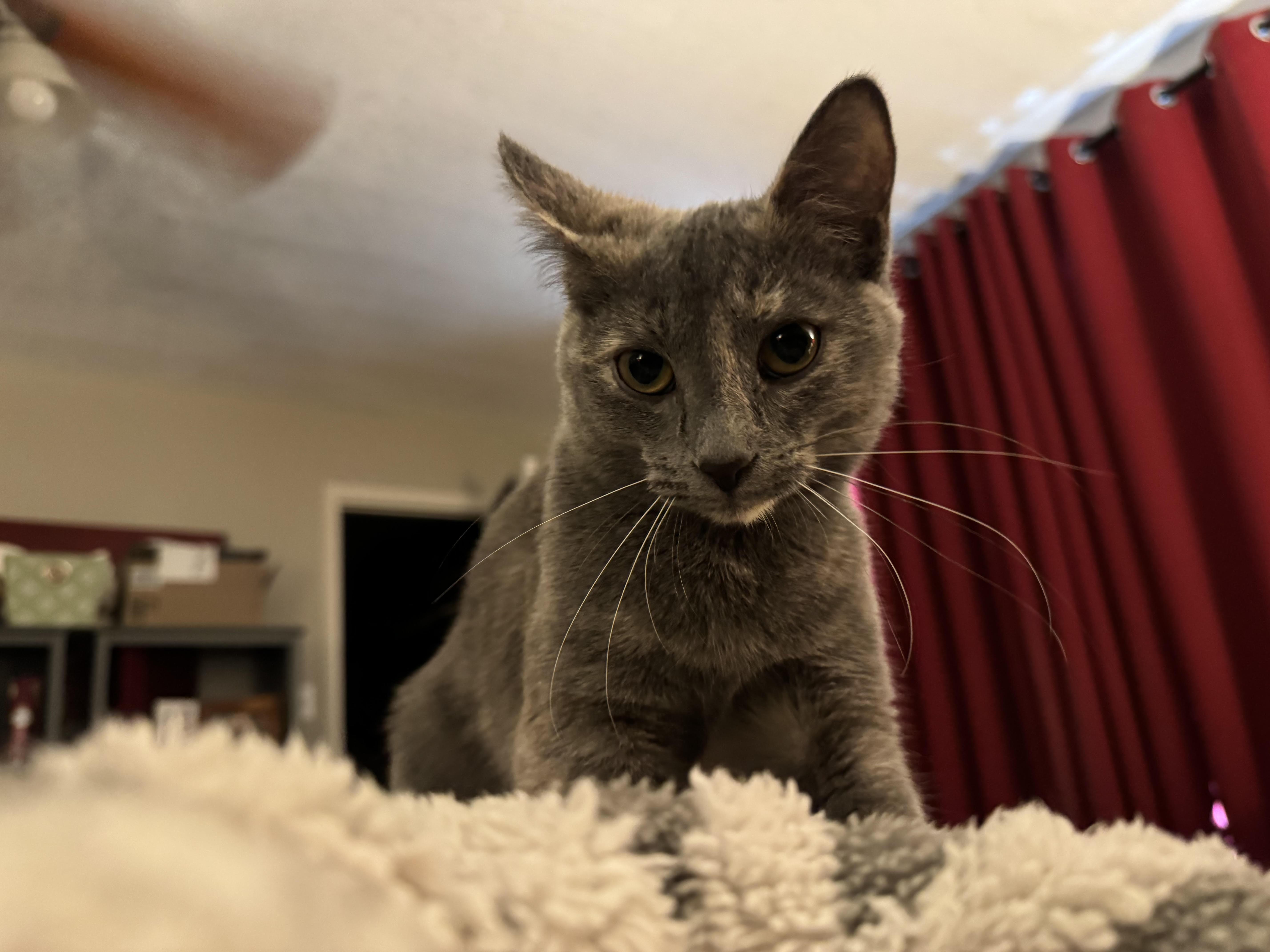 Enlarge Scraps, an adopted mixed breed in Roachdale, IN image 3/4