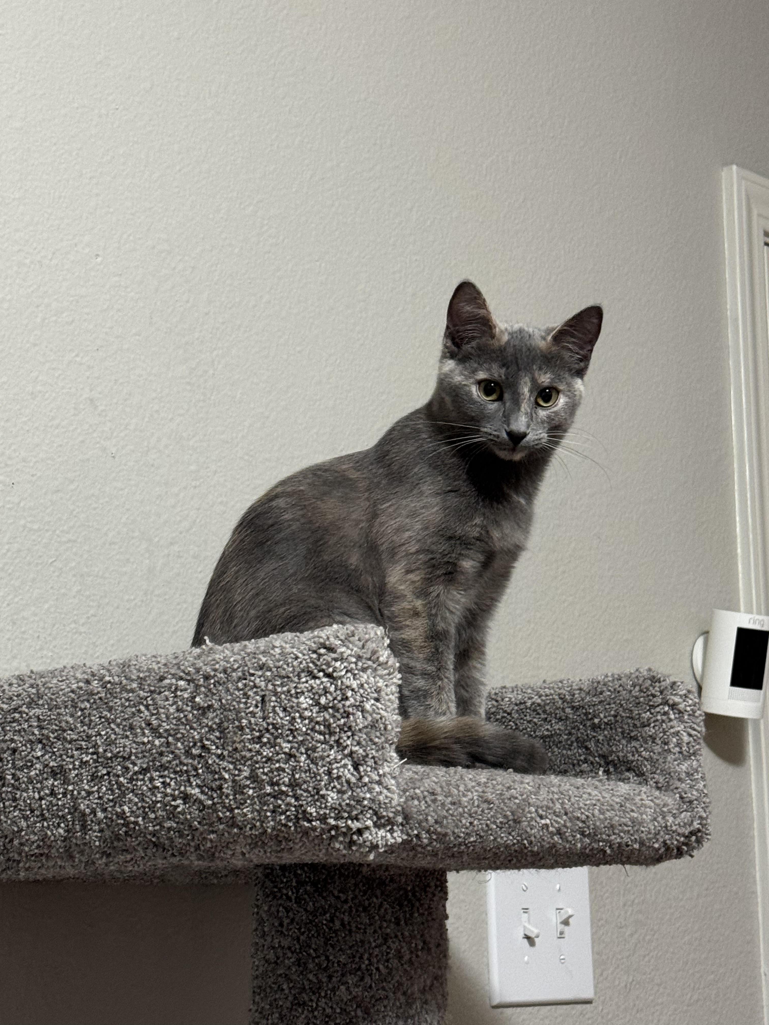 Enlarge Scraps, an adopted mixed breed in Roachdale, IN image 4/4