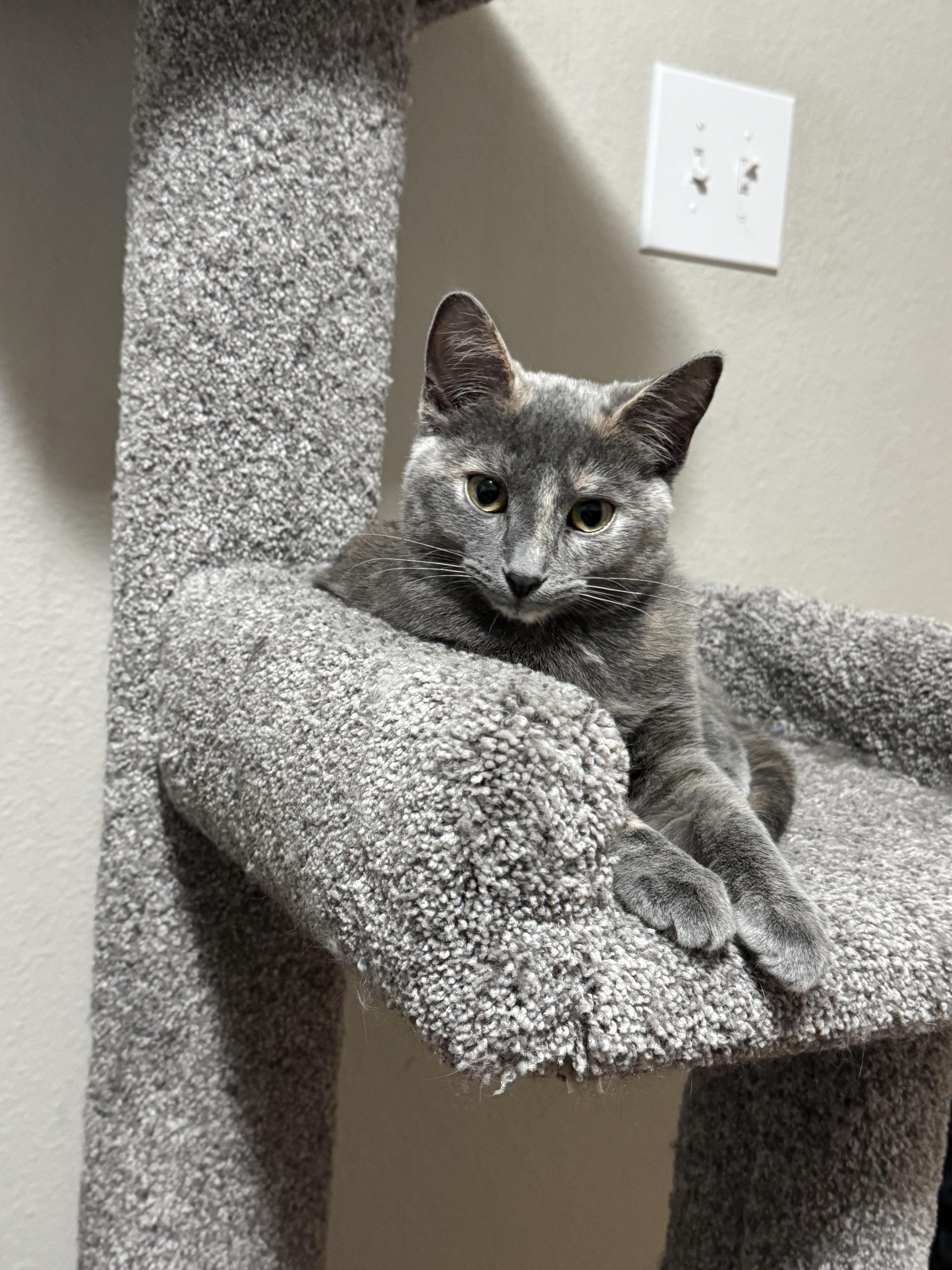 Scraps, adopted, Kitten Female Dilute Tortoiseshell.