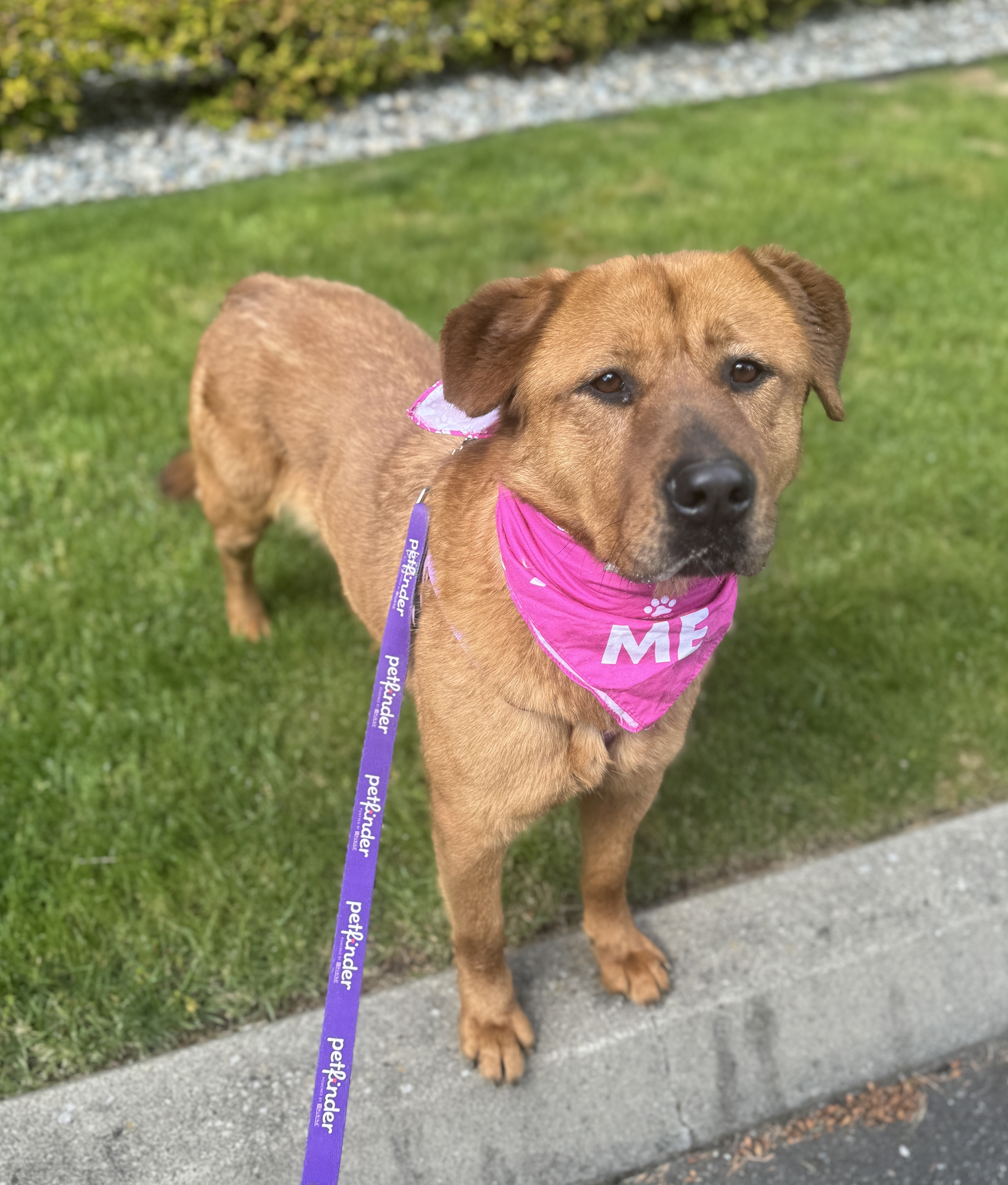 Lady, a Adoptable mixed breed in lynnwood , WA image 1/6
