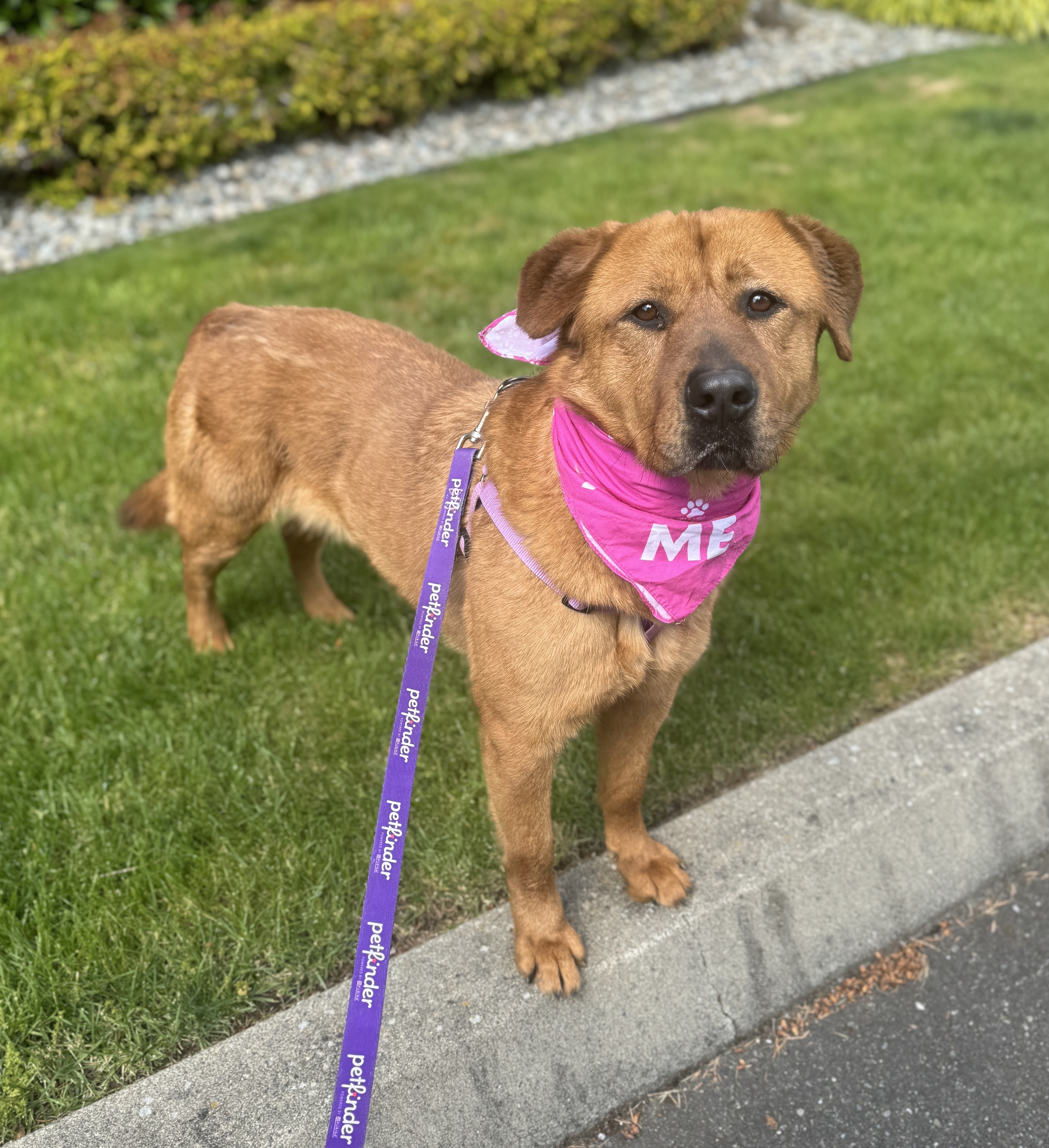 Lady, a Adoptable mixed breed in lynnwood , WA image 2/6