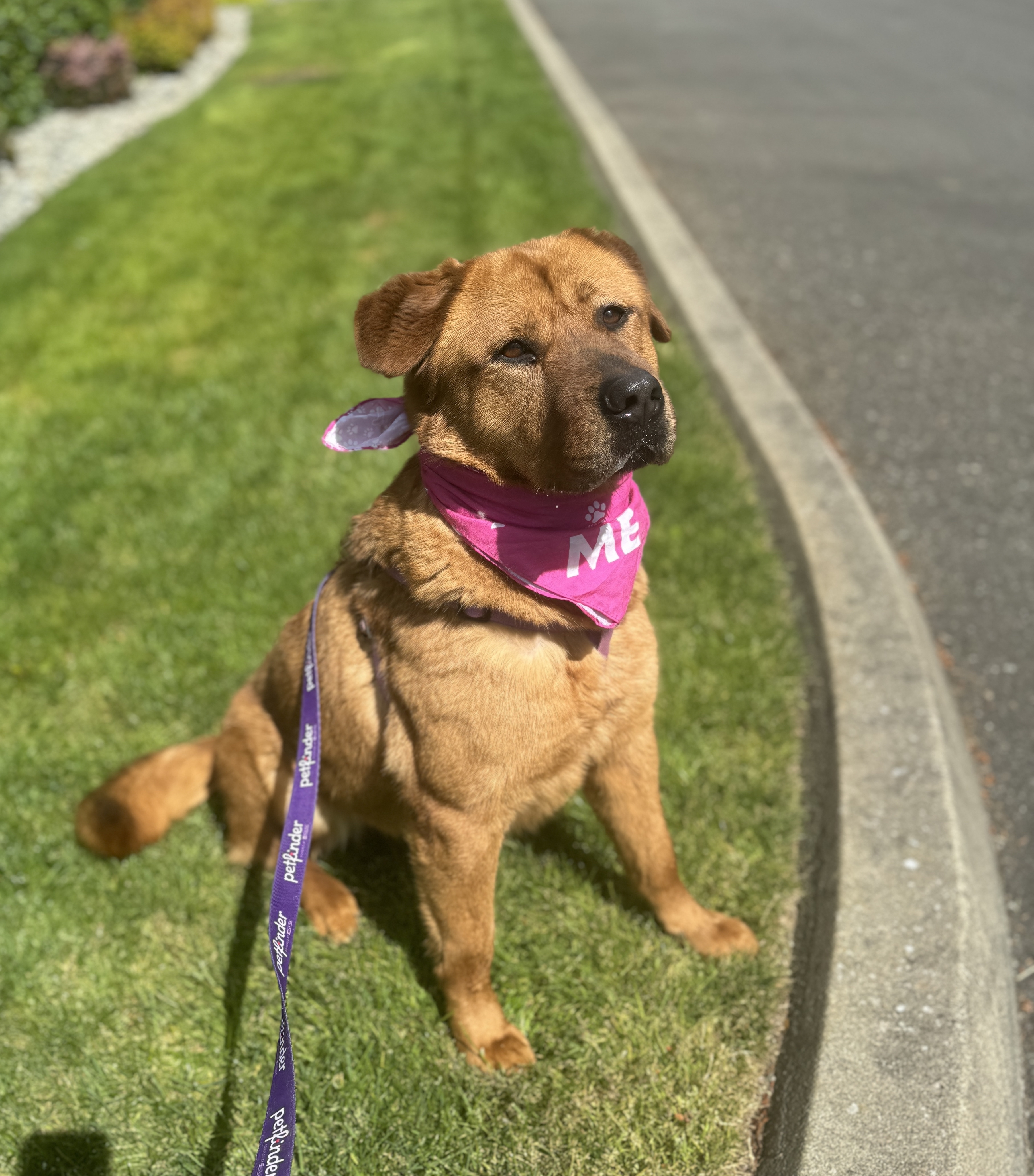 Lady, a Adoptable mixed breed in lynnwood , WA image 3/6