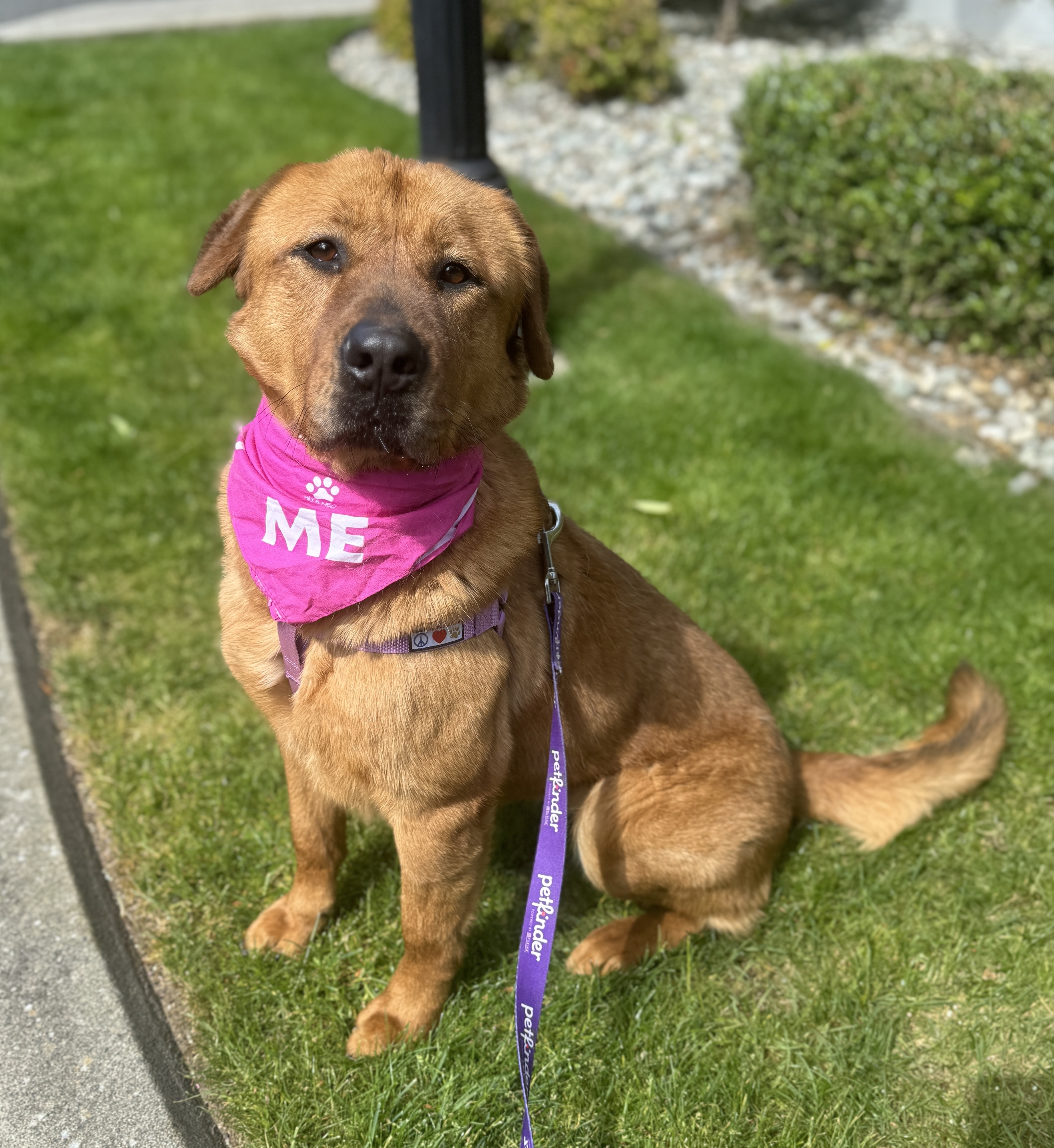 Lady, a Adoptable mixed breed in lynnwood , WA image 4/6
