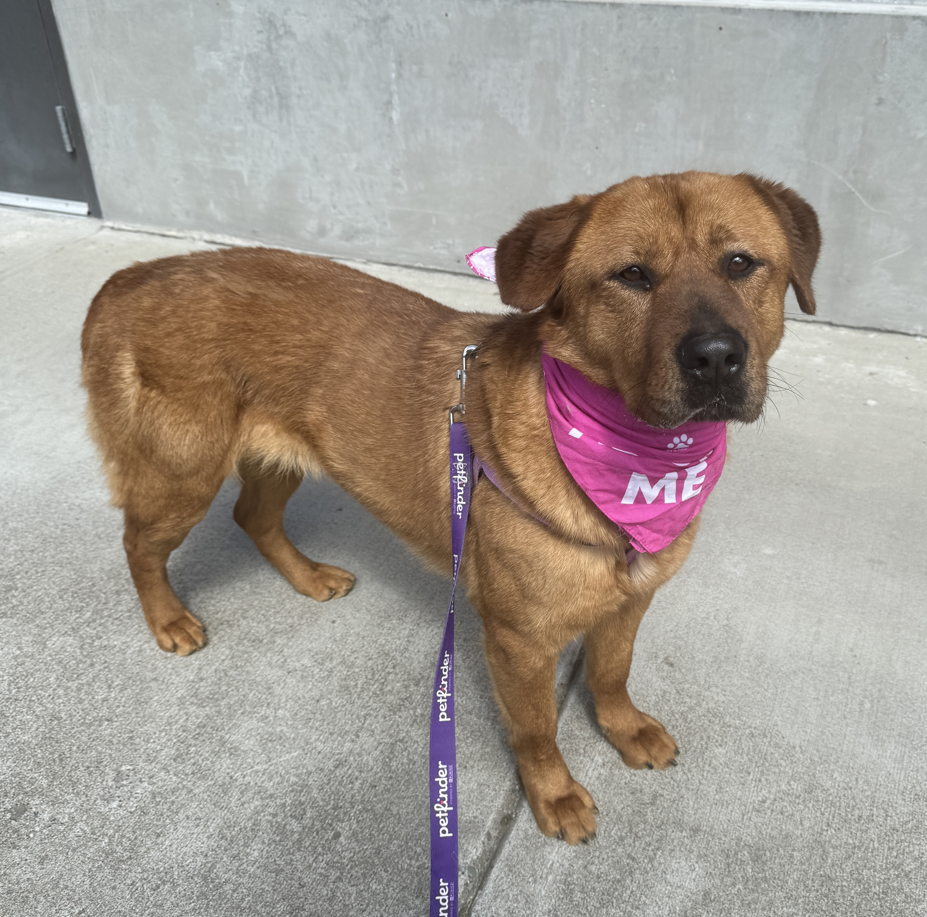 Lady, a Adoptable mixed breed in lynnwood , WA image 5/6
