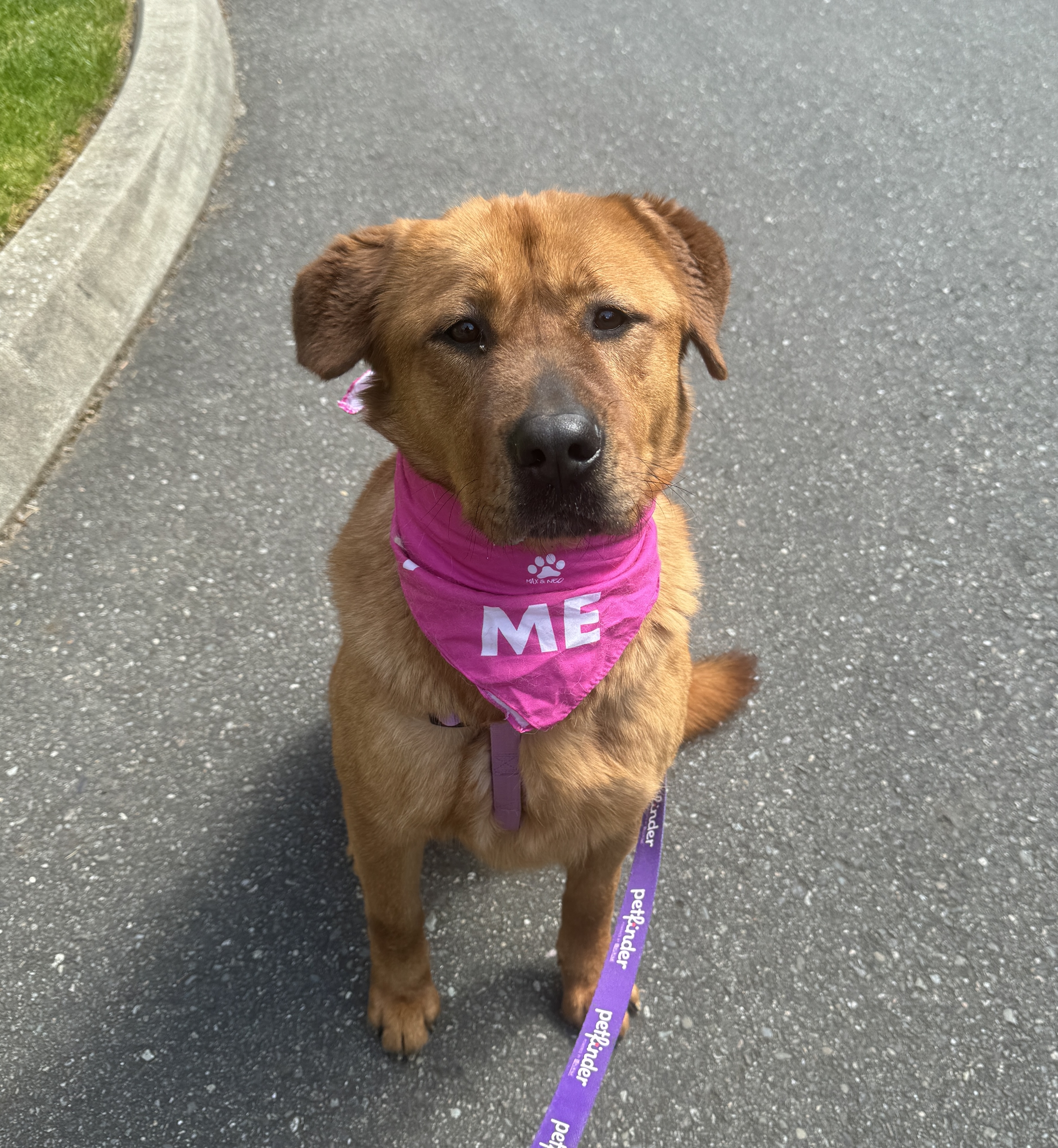 Lady, a Adoptable mixed breed in lynnwood , WA image 6/6