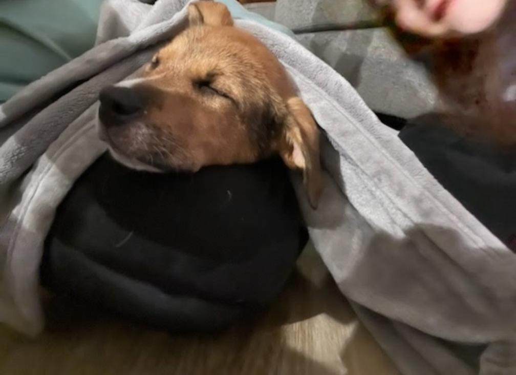 Enlarge Sierra, a ADOPTABLE mixed breed in Spring hill, TN image 4/5