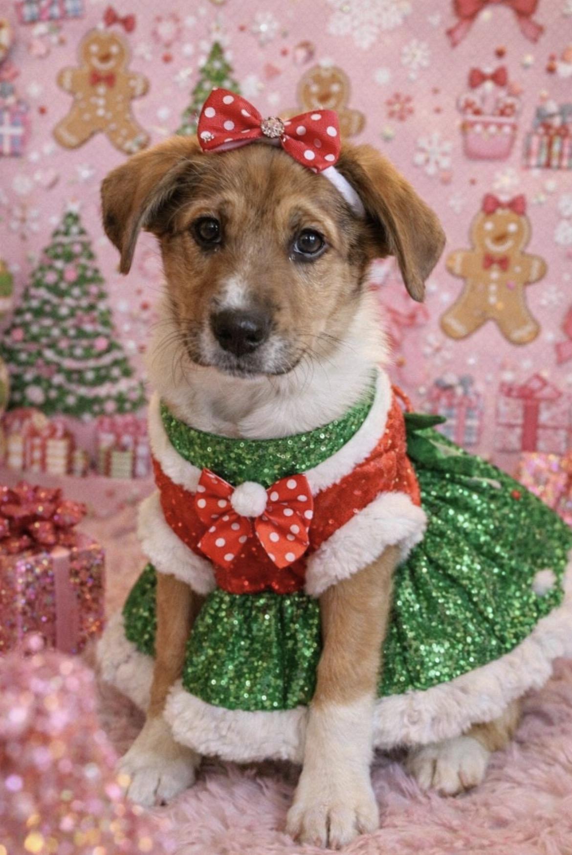 Sierra, ADOPTABLE, Puppy Female Great Pyrenees & Shepherd.