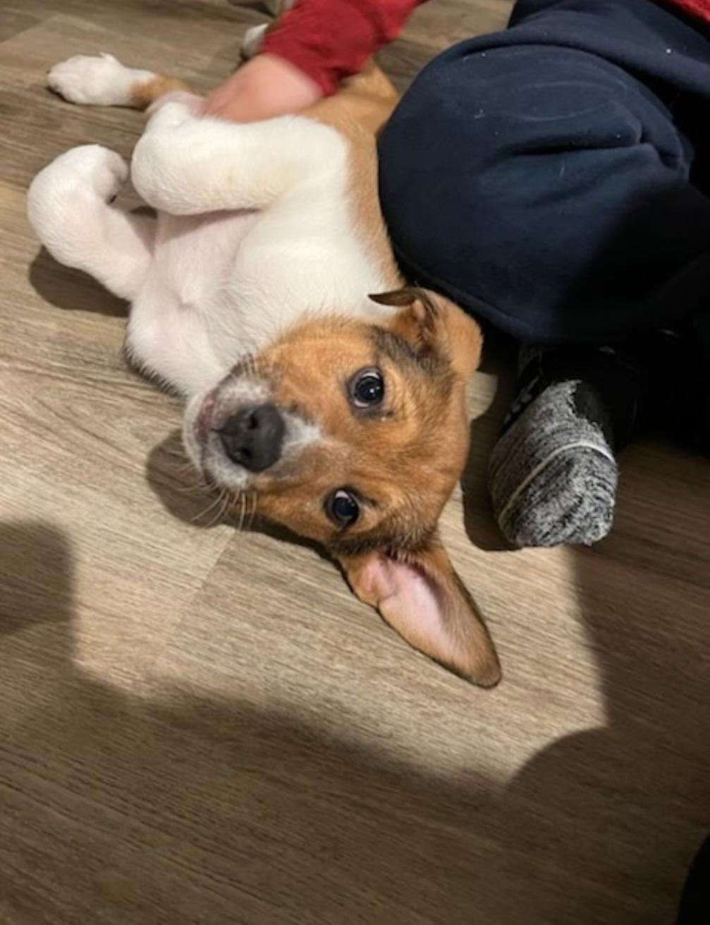 Enlarge Sierra, a ADOPTABLE mixed breed in Spring hill, TN image 2/5