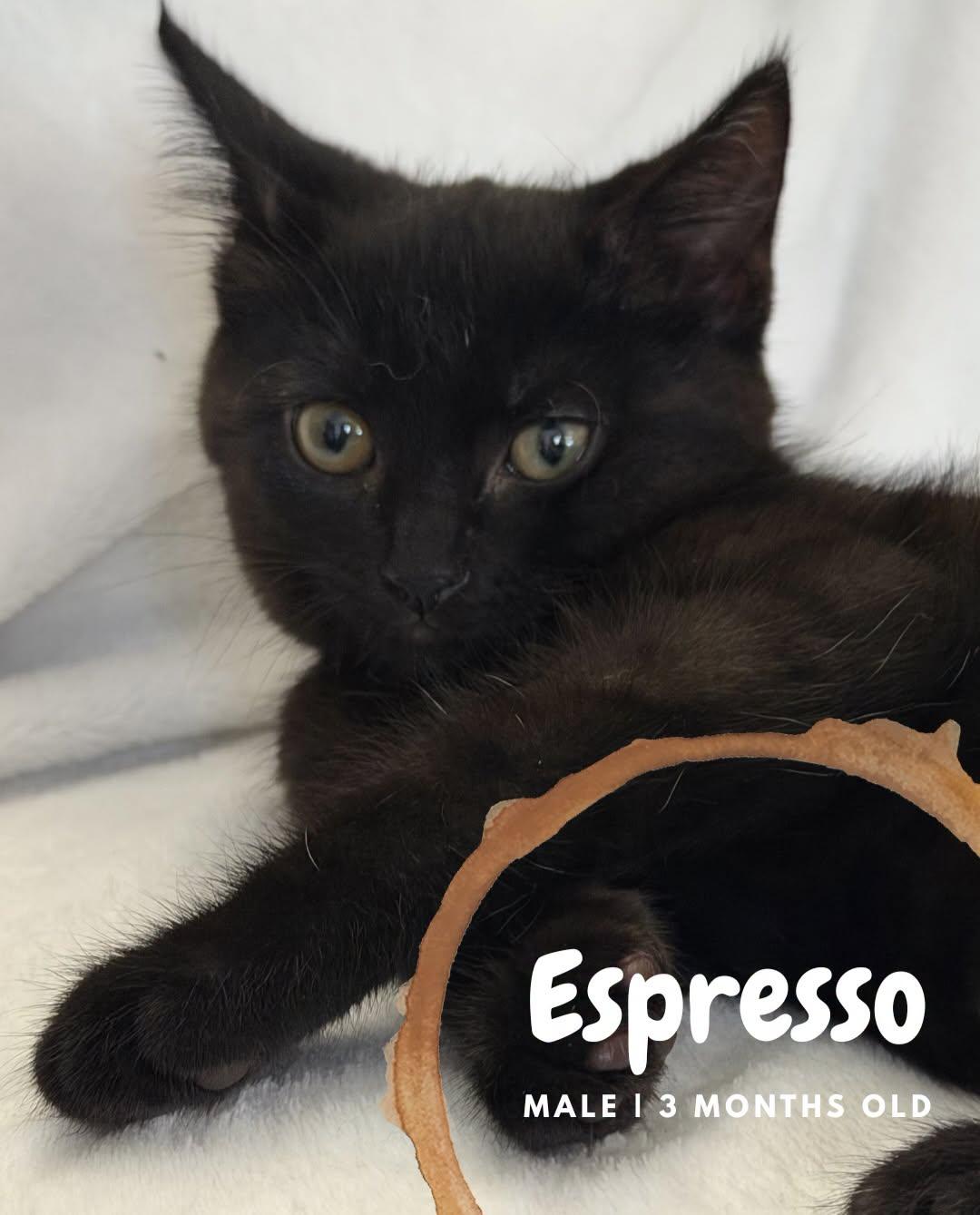 Espresso, Adoptable, Kitten Male Domestic Short Hair.