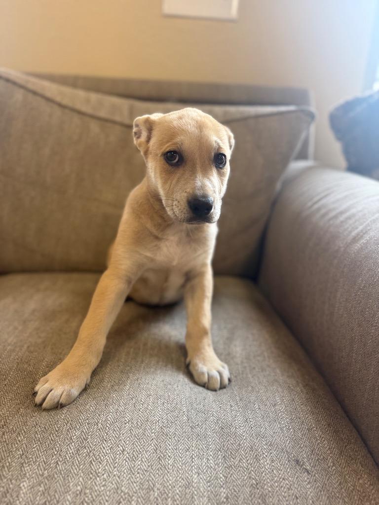 Enlarge Rexulti, a Adoptable mixed breed in Thousand Oaks, CA image 1/3