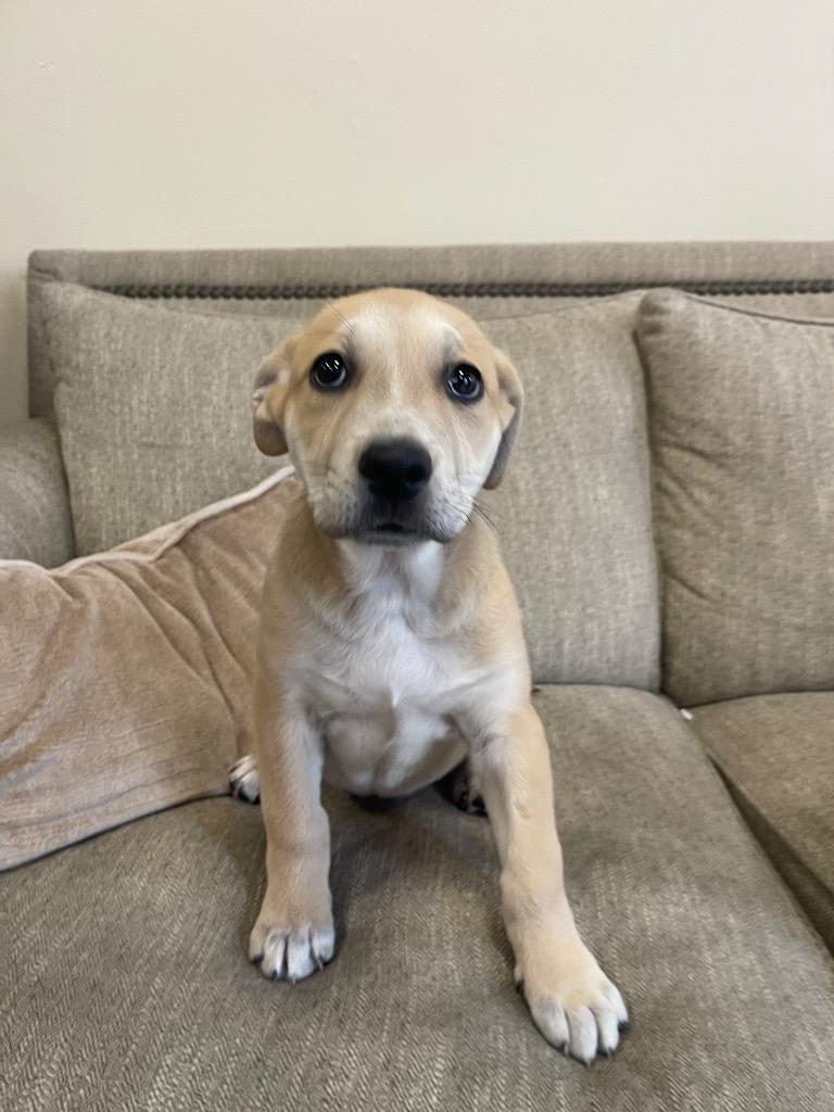 Enlarge Rexulti, a Adoptable mixed breed in Thousand Oaks, CA image 2/3