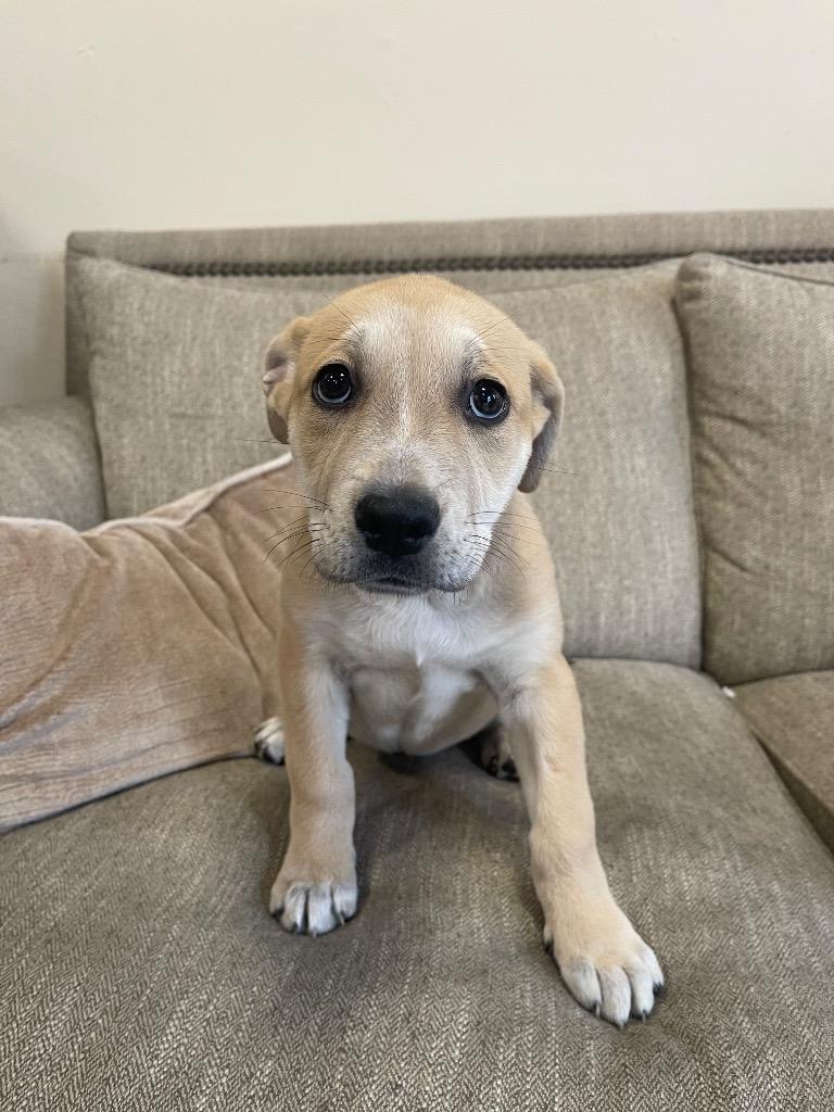 Enlarge Rexulti, a Adoptable mixed breed in Thousand Oaks, CA image 3/3