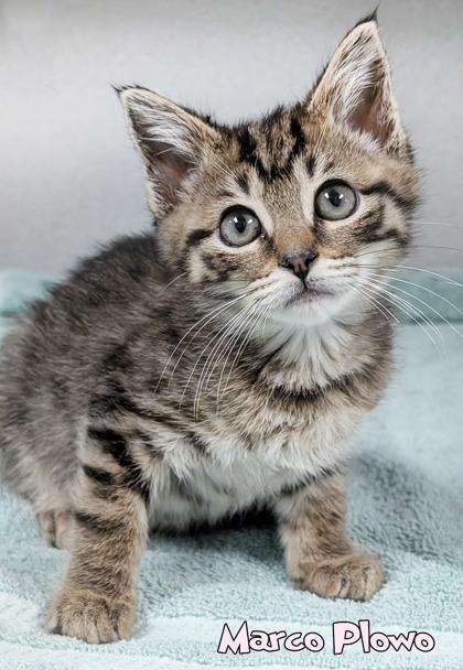 Marco Plowo, Adoptable, Kitten Male Domestic Short Hair & Domestic Short Hair.