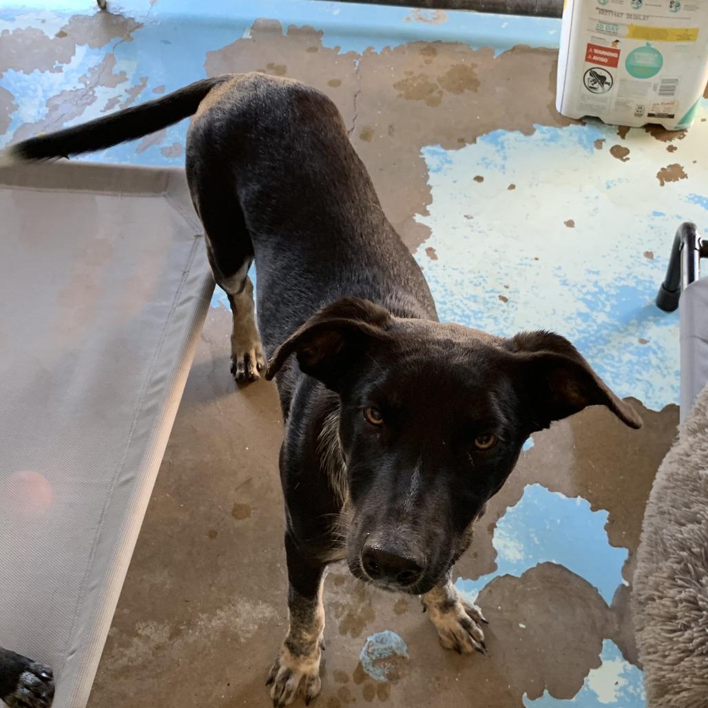 Enlarge Leo, a Adoptable Australian Cattle Dog / Blue Heeler in Hearne, TX image 1/2