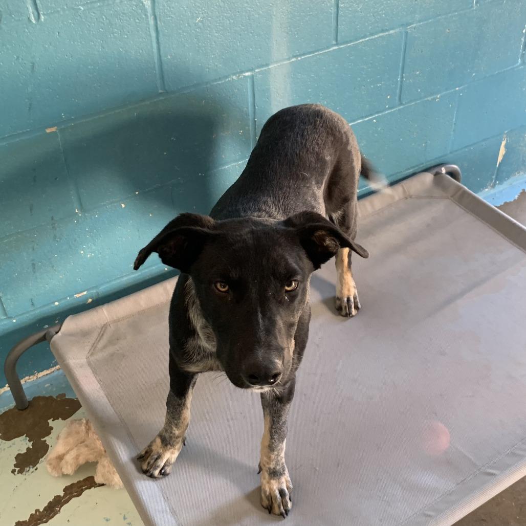 Enlarge Leo, a Adoptable Australian Cattle Dog / Blue Heeler in Hearne, TX image 2/2