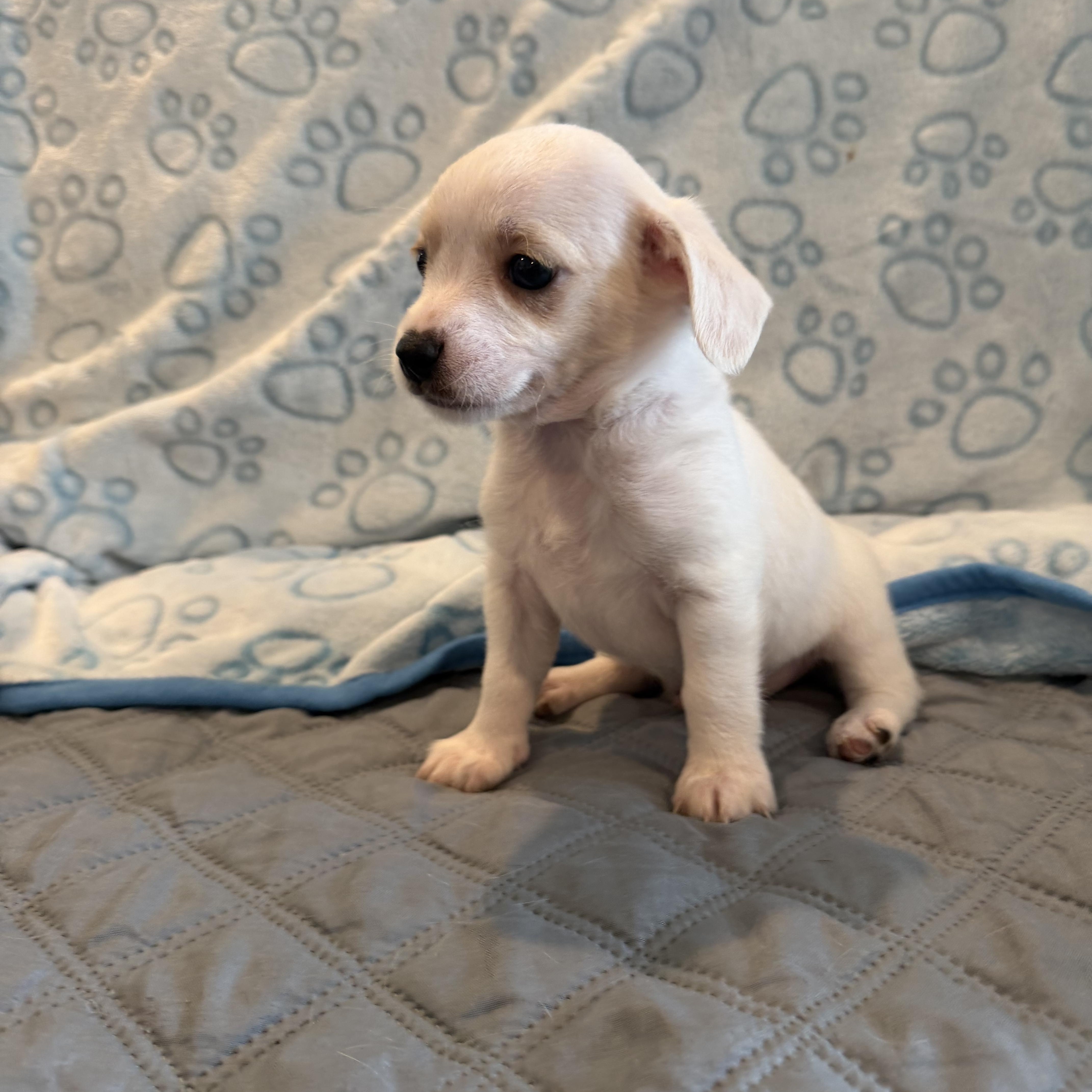 Enlarge Darling, an adopted mixed breed in Pelham, NH image 3/6