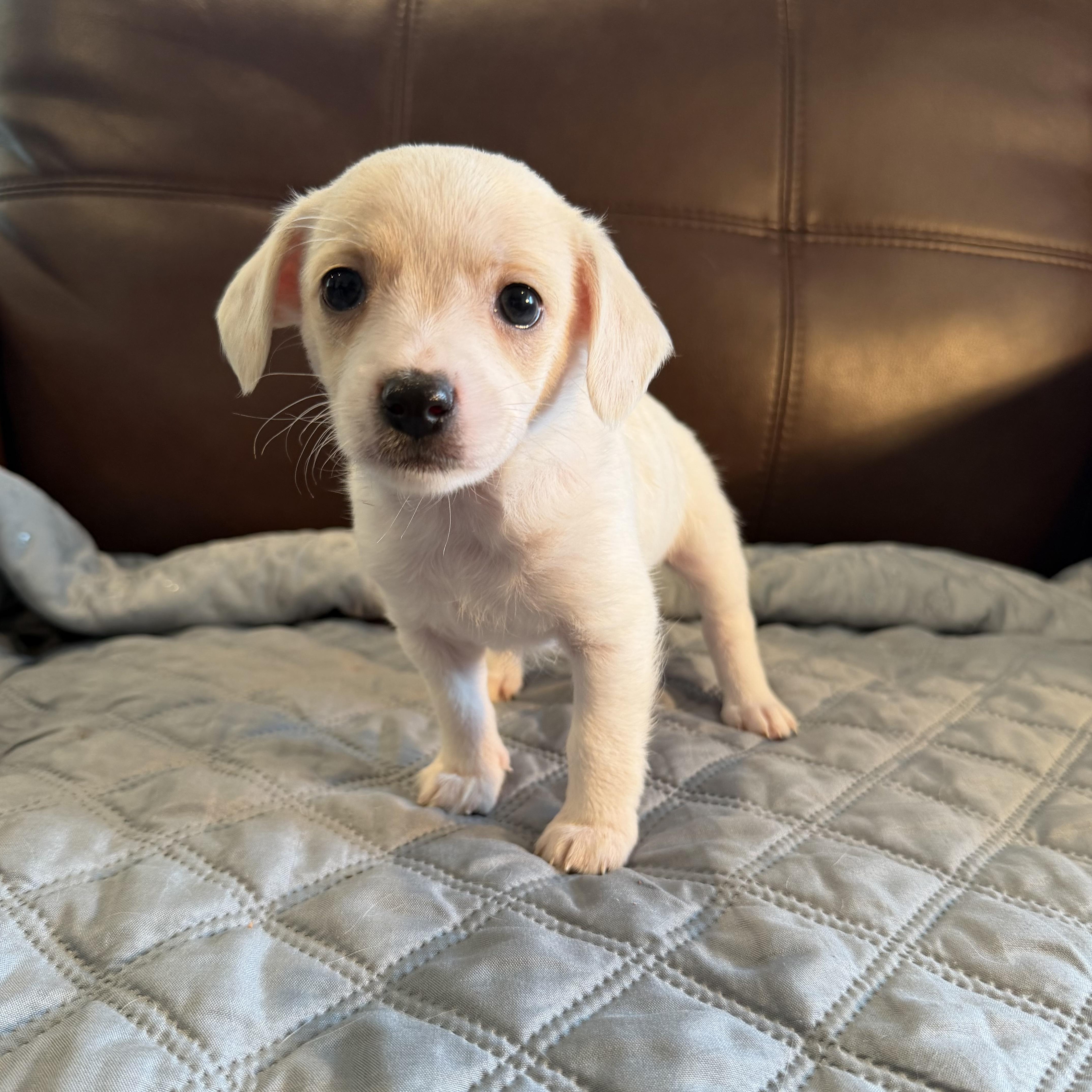Enlarge Darling, an adopted mixed breed in Pelham, NH image 1/6