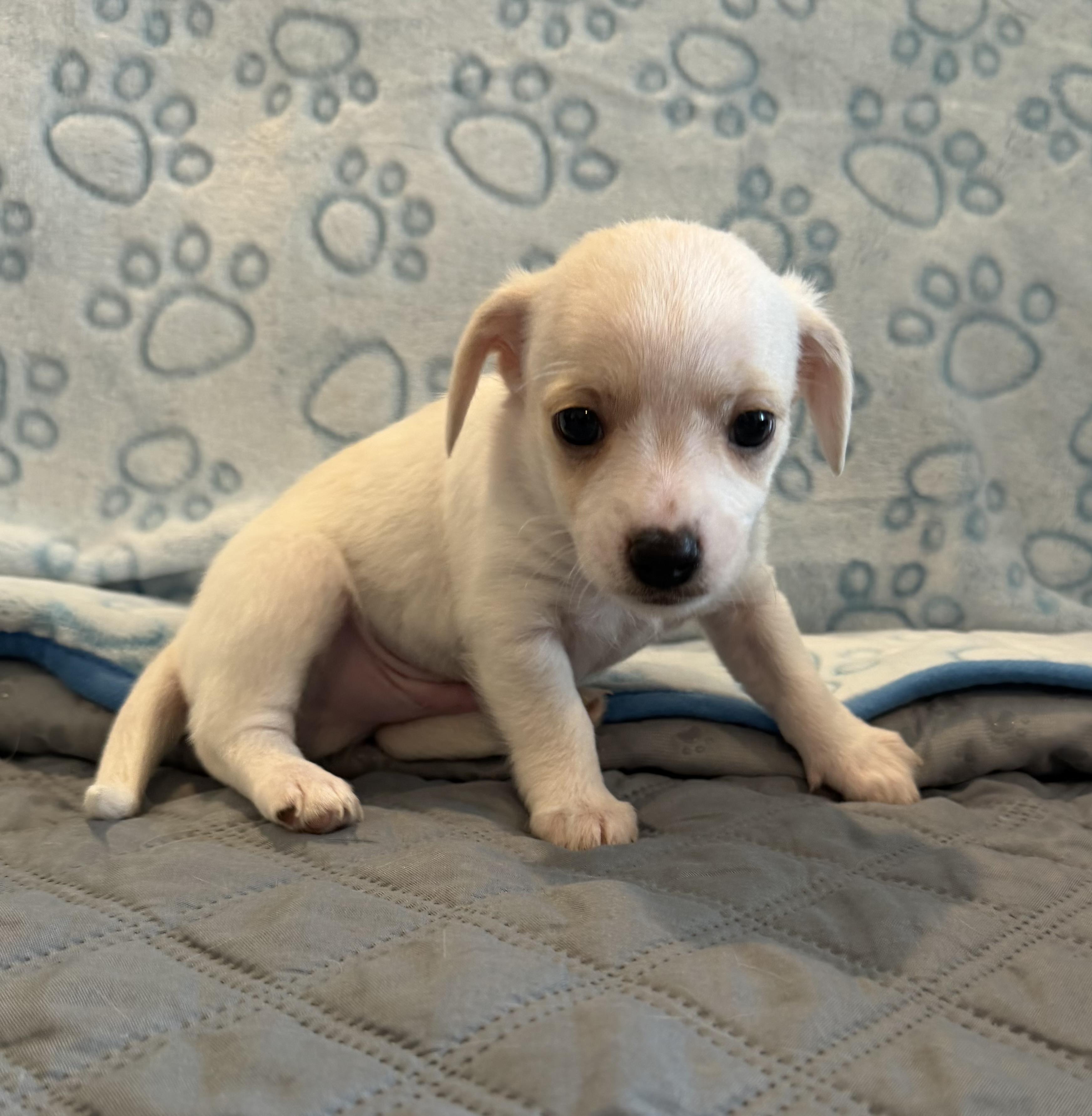 Enlarge Darling, an adopted mixed breed in Pelham, NH image 6/6