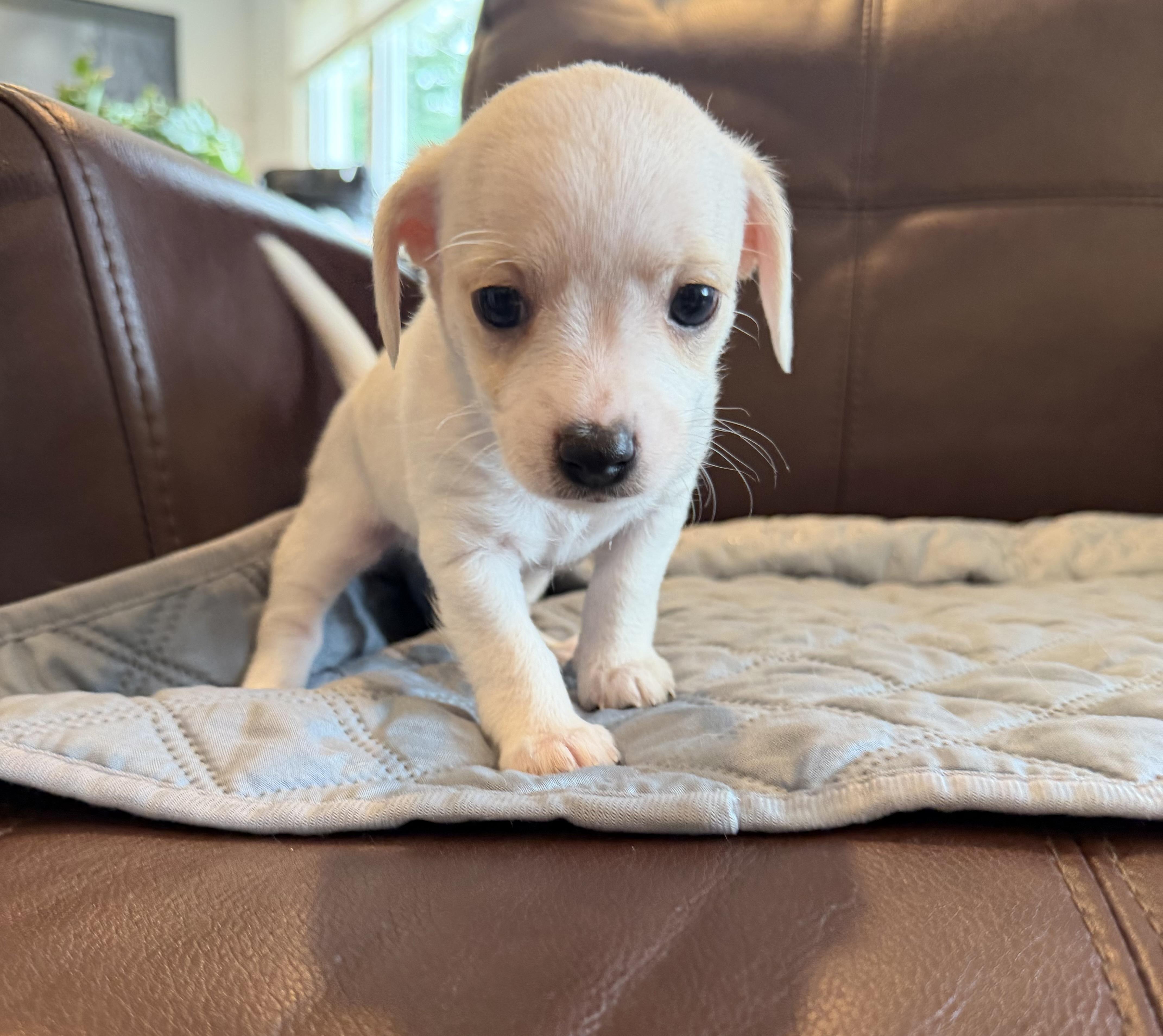 Enlarge Darling, an adopted mixed breed in Pelham, NH image 4/6
