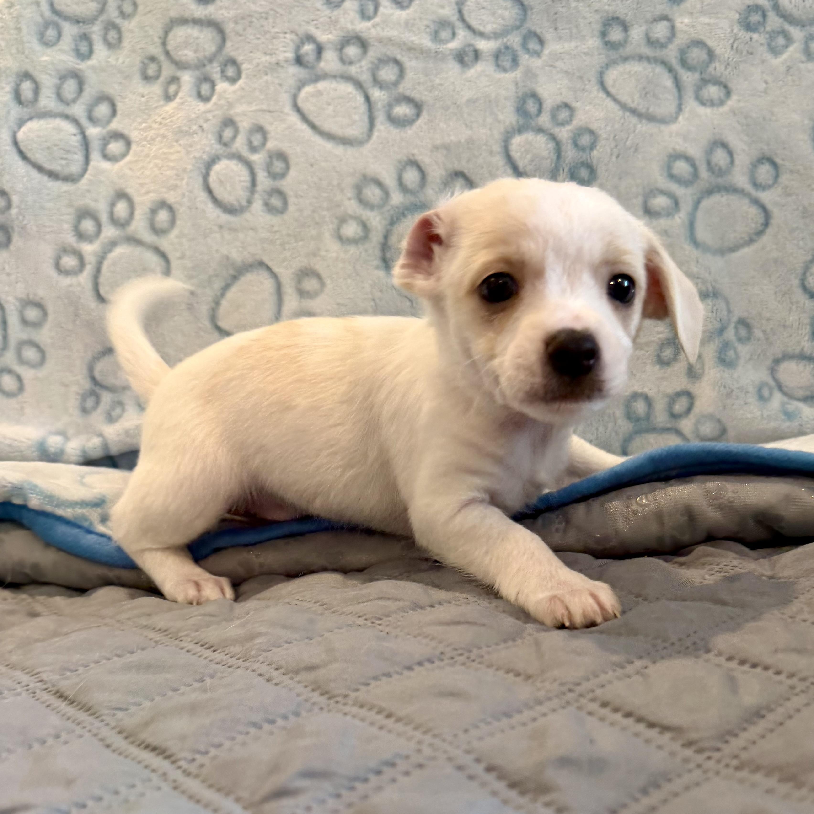 Enlarge Darling, an adopted mixed breed in Pelham, NH image 2/6