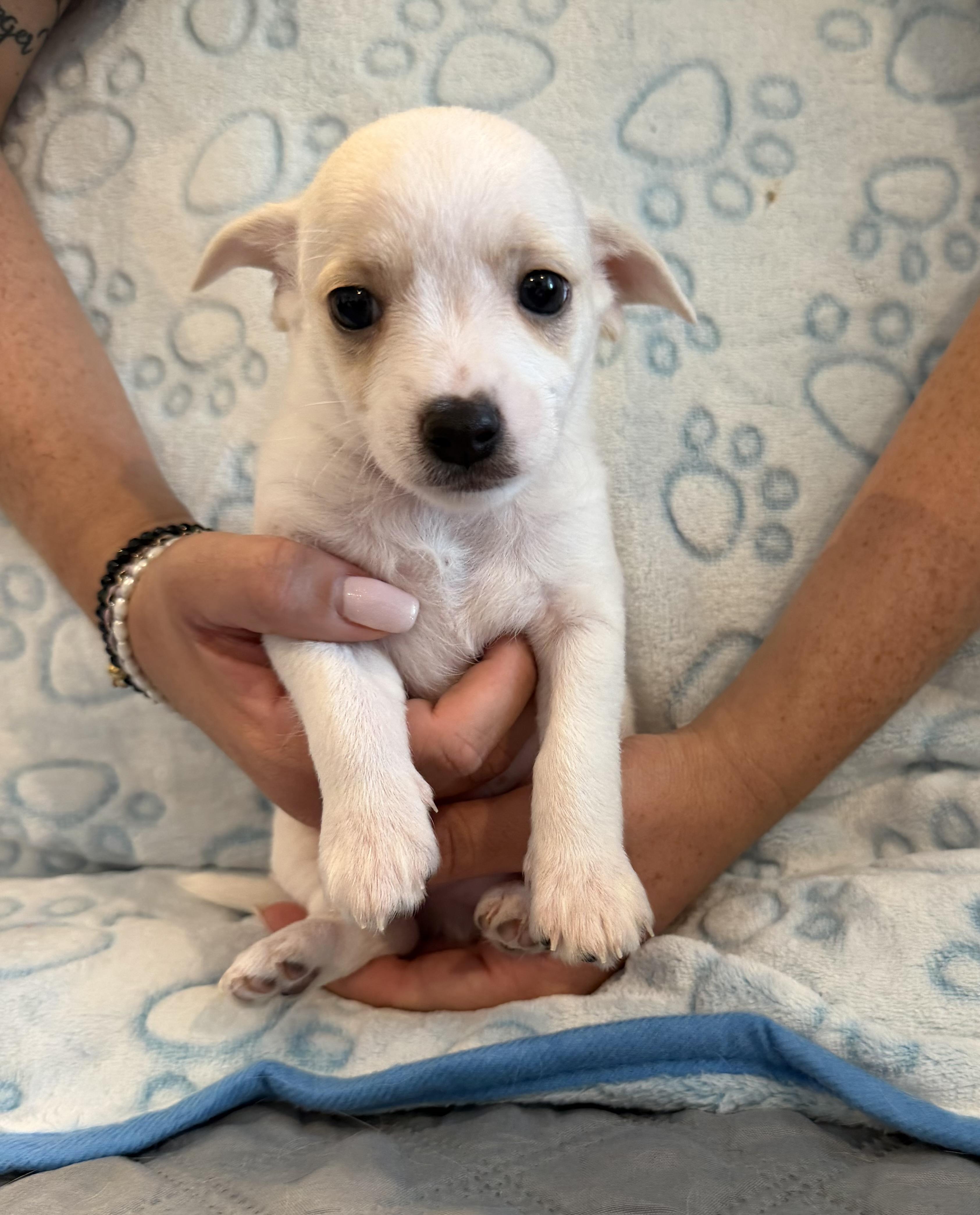 Enlarge Darling, an adopted mixed breed in Pelham, NH image 5/6