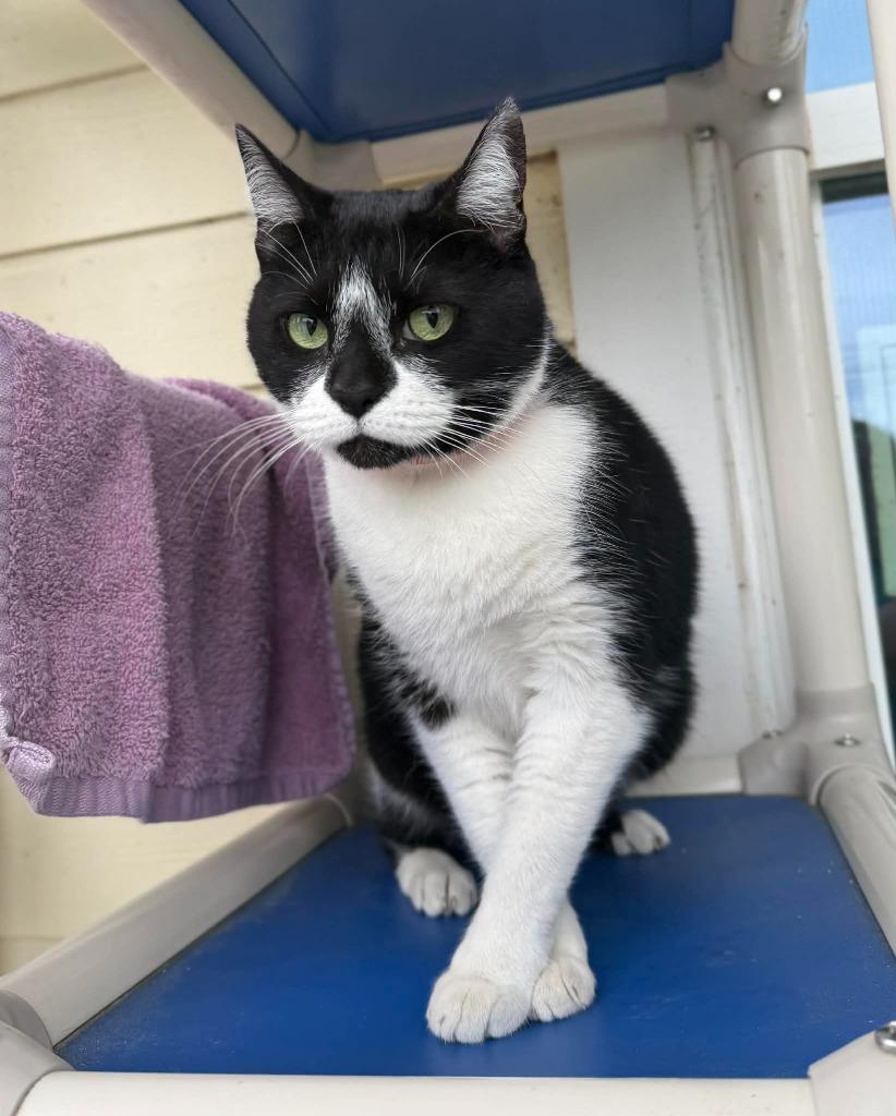 Enlarge Frankie, a Adoptable Manx in Kingsland, GA image 1/1