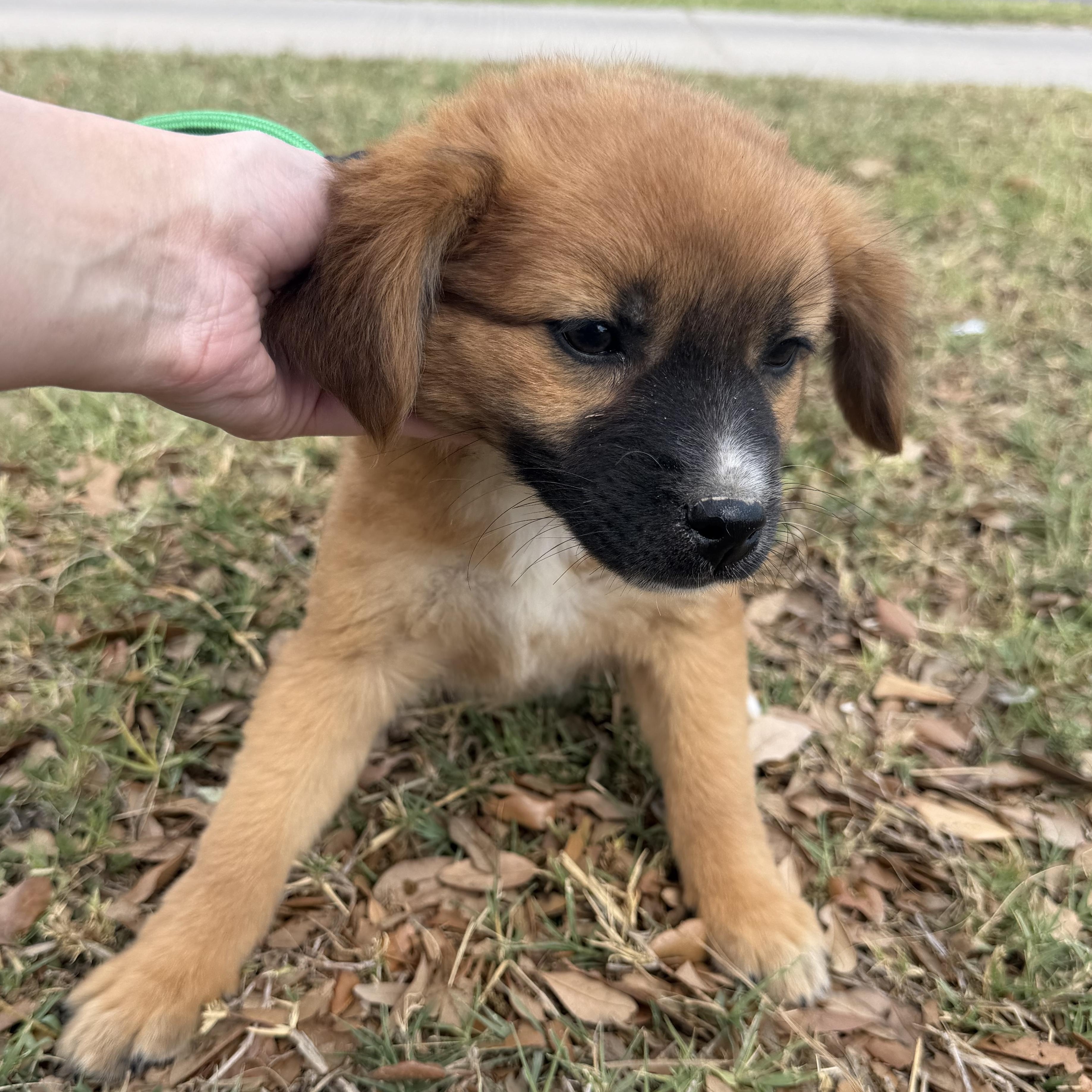 Enlarge Stack, an adopted mixed breed in Eau Claire, WI image 3/3