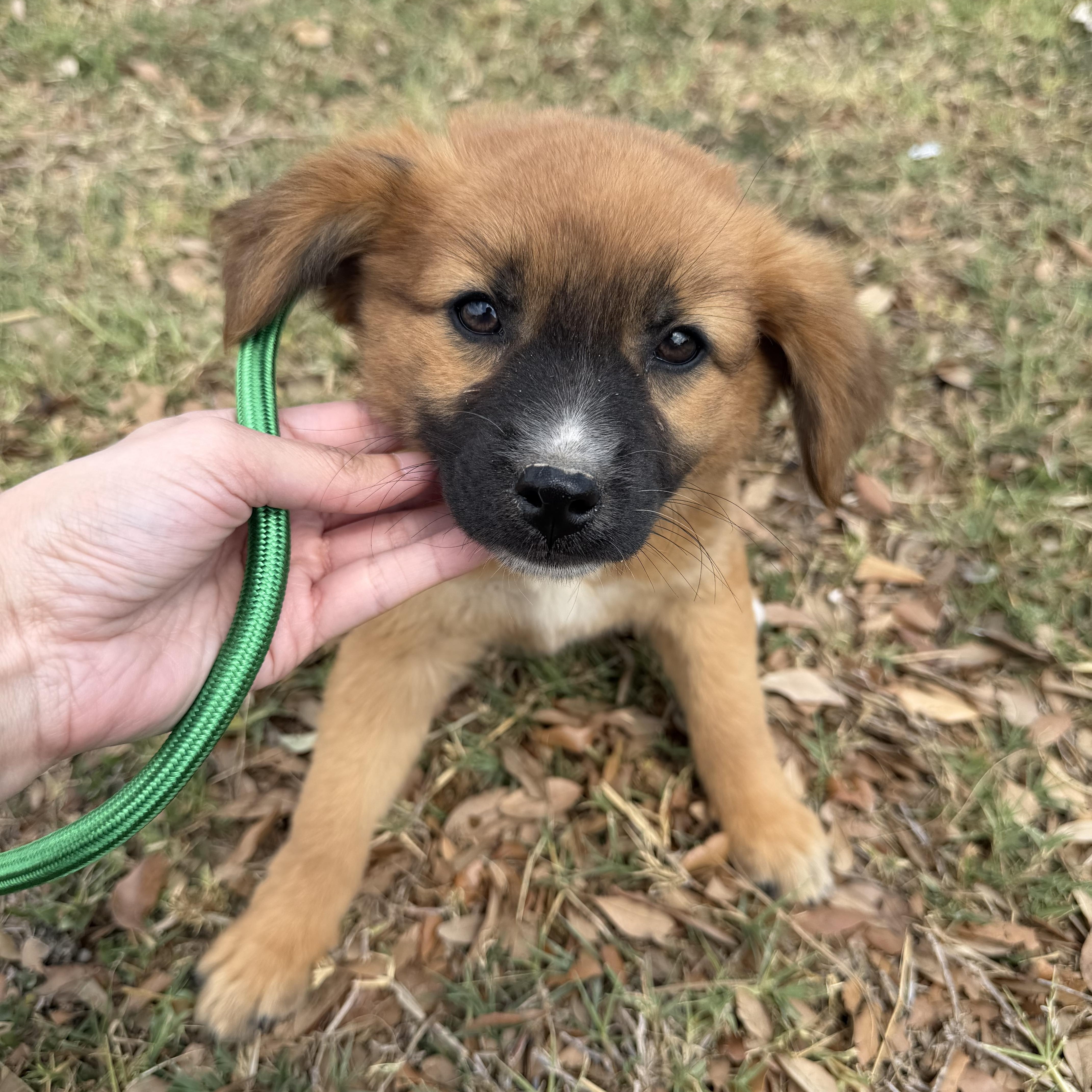 Enlarge Stack, an adopted mixed breed in Eau Claire, WI image 1/3