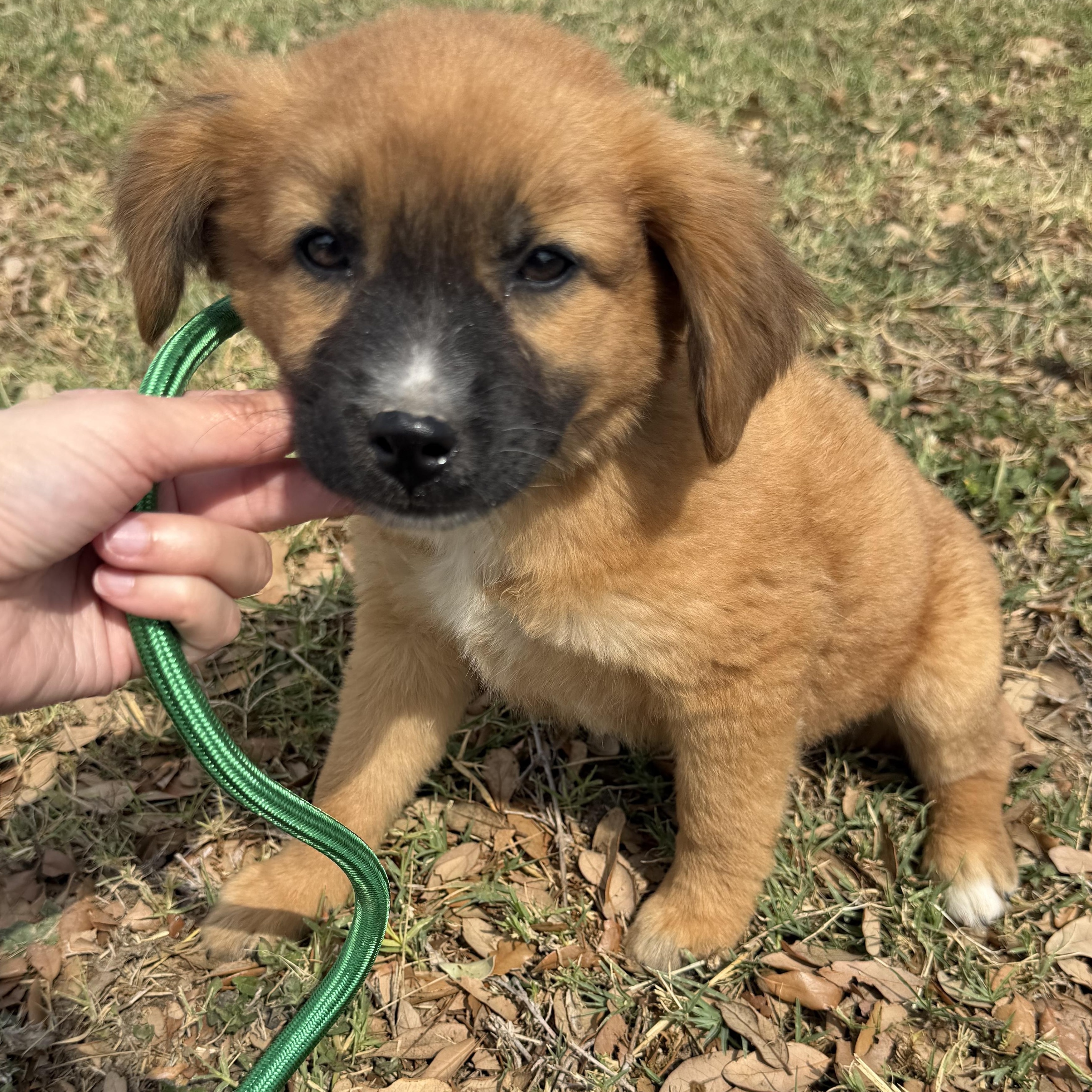 Enlarge Stack, an adopted mixed breed in Eau Claire, WI image 2/3