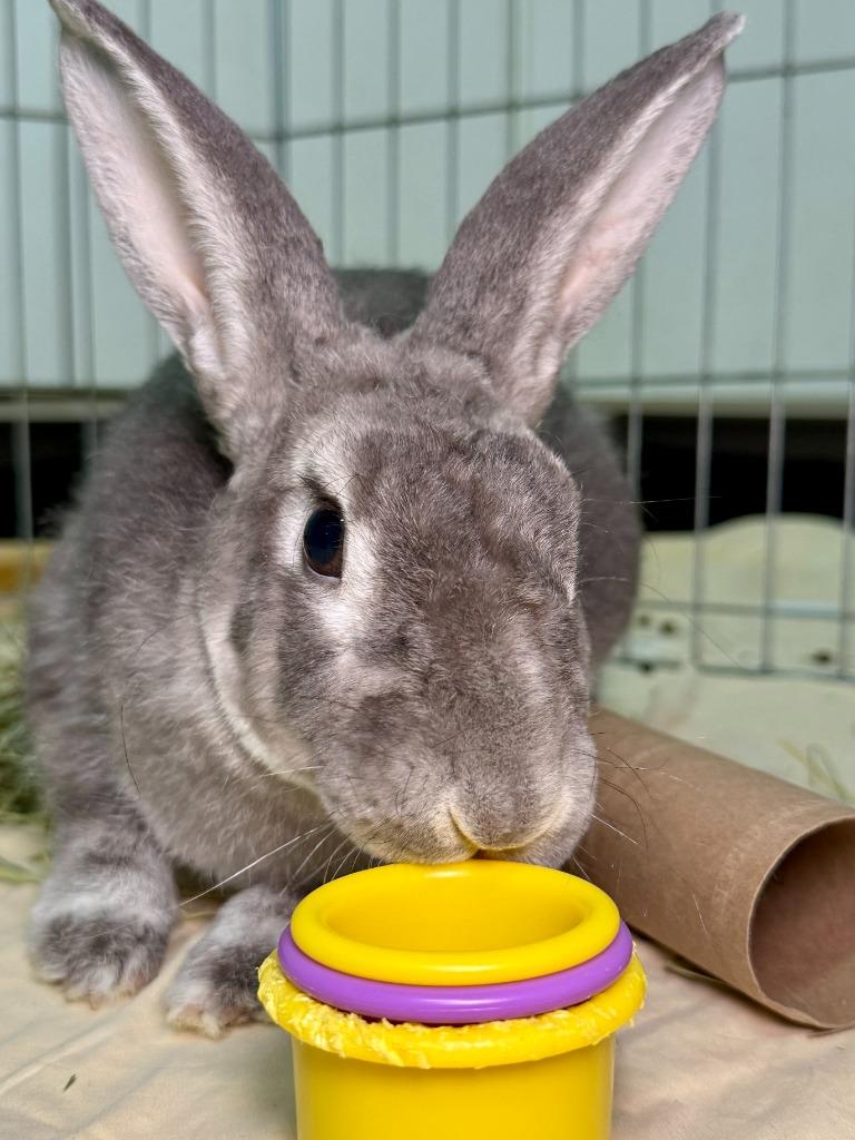 Enlarge Outlaw, a Adoptable Rex in Pflugerville, TX image 1/6