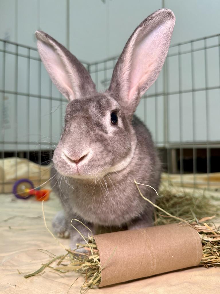 Enlarge Outlaw, a Adoptable Rex in Pflugerville, TX image 2/6