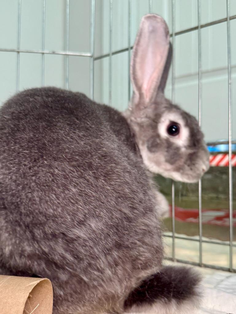 Enlarge Outlaw, a Adoptable Rex in Pflugerville, TX image 3/6