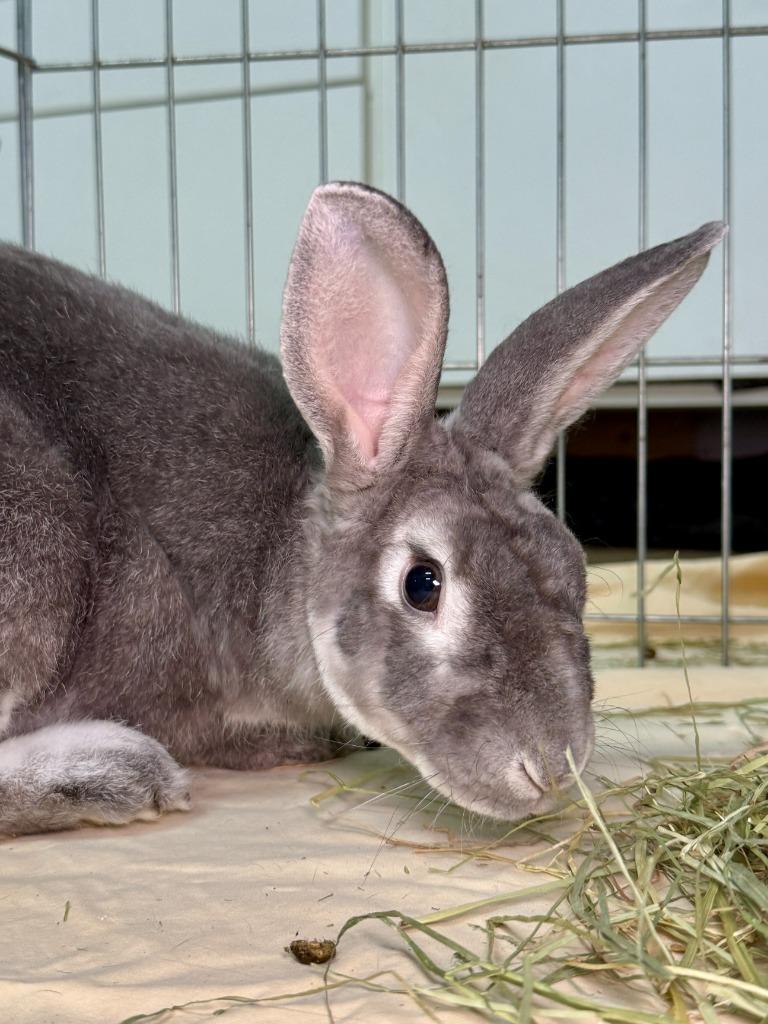 Enlarge Outlaw, a Adoptable Rex in Pflugerville, TX image 4/6