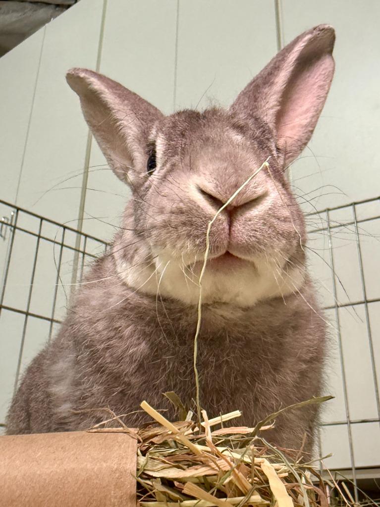 Enlarge Outlaw, a Adoptable Rex in Pflugerville, TX image 5/6