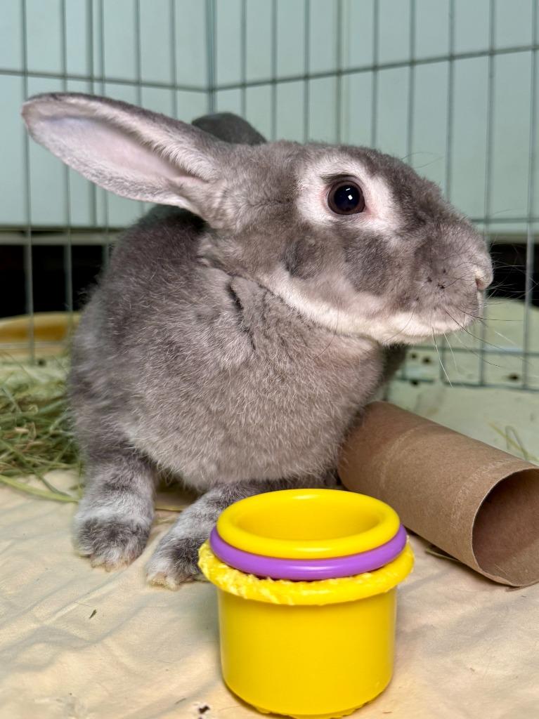 Enlarge Outlaw, a Adoptable Rex in Pflugerville, TX image 6/6