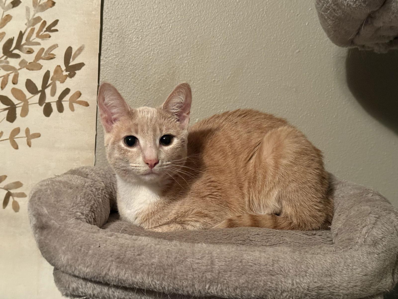 Dreamsicle, Adoptable, Kitten Female Tabby.