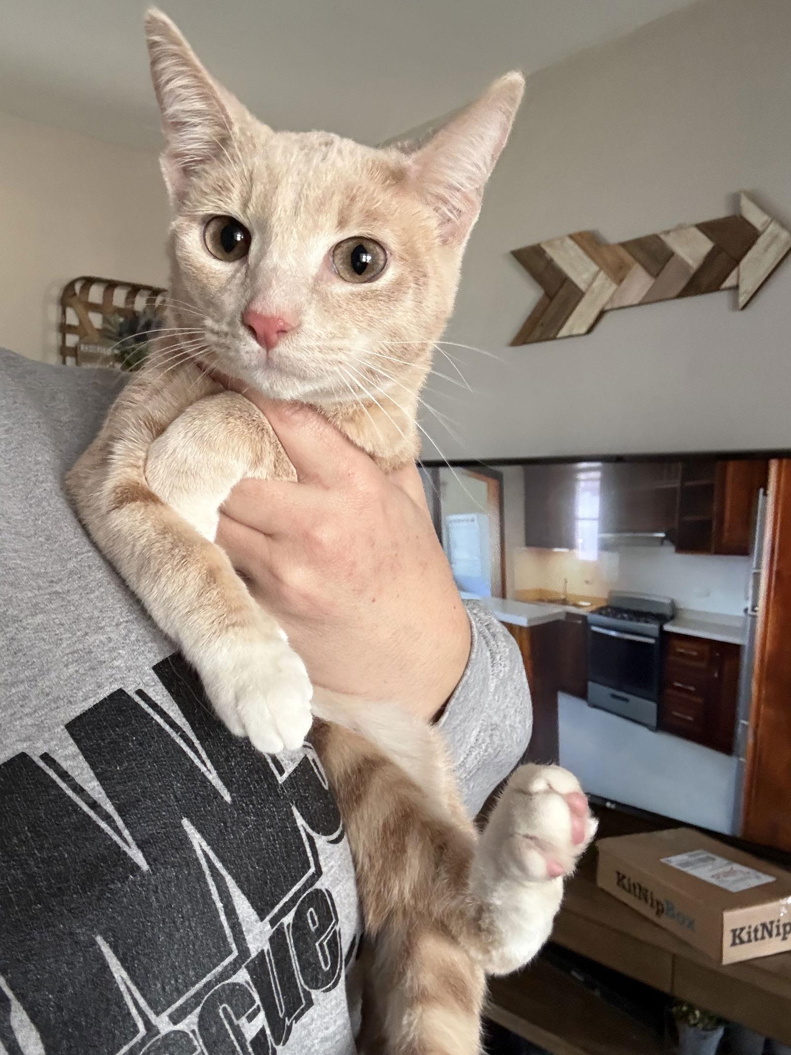 Enlarge Dreamsicle, a Adoptable Tabby in Fenton, MO image 2/2