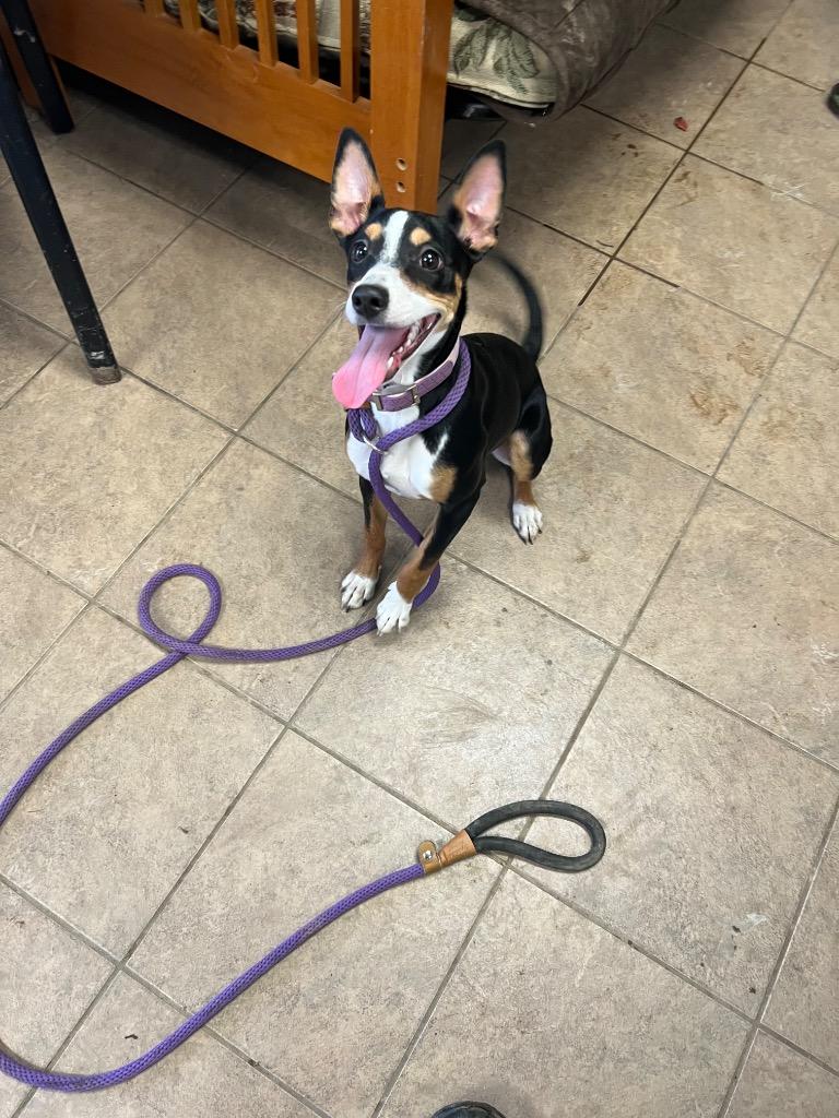 Zelda, Adoptable, Young Female Jack Russell Terrier & Miniature Pinscher.