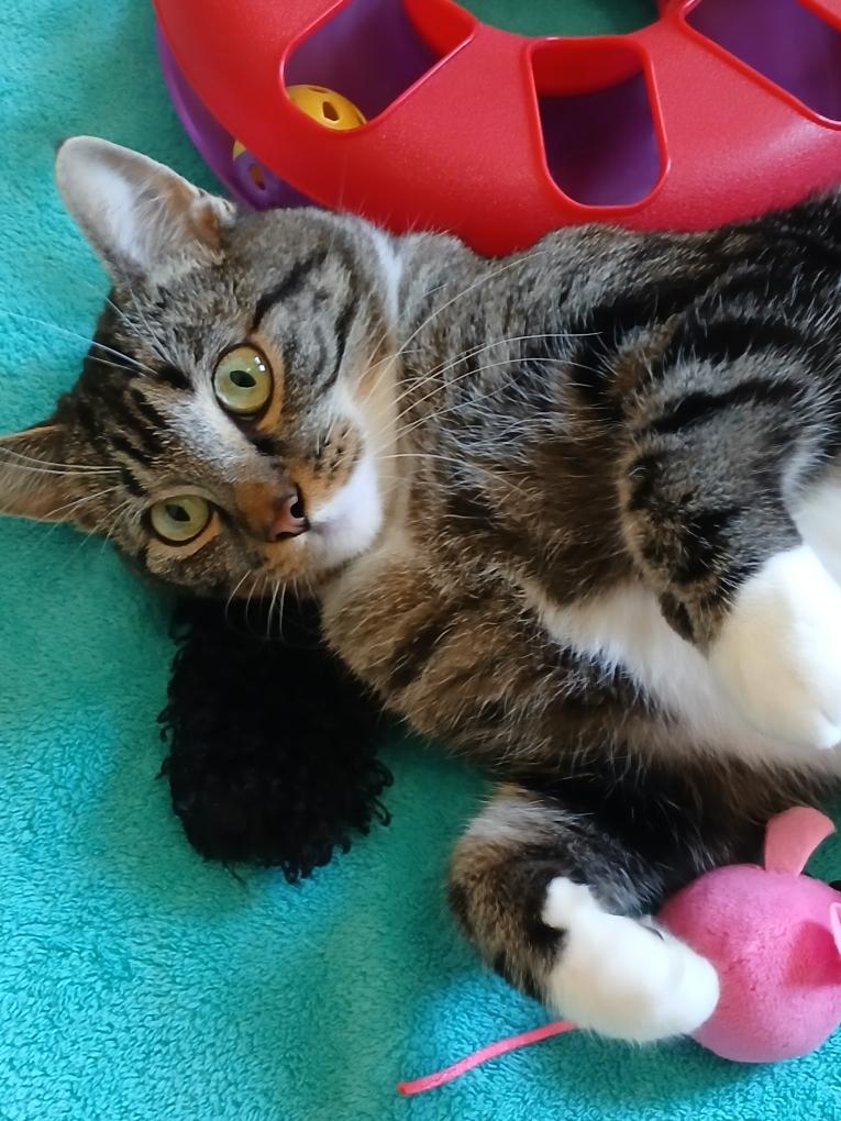 Margie, Adoptable, Adult Female Domestic Short Hair.