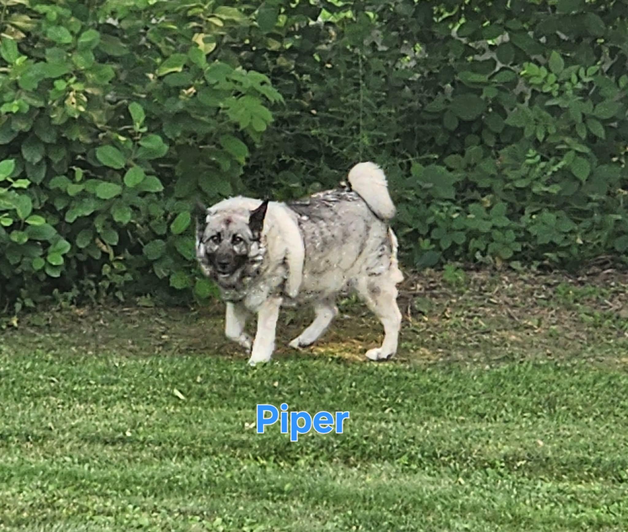 Piper, ADOPTABLE, Adult Female Norwegian Elkhound.