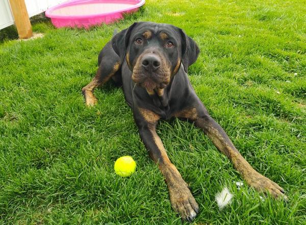 Enlarge Cleetus 45064, a Adoptable mixed breed in Pocatello, ID image 1/2