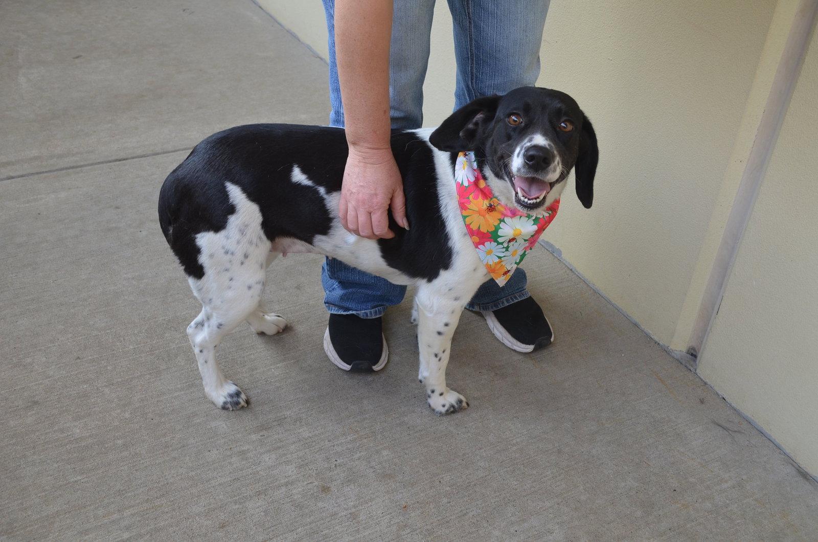 Enlarge Lucky Ladybug, a Adopted Beagle in McKinney, TX image 1/3