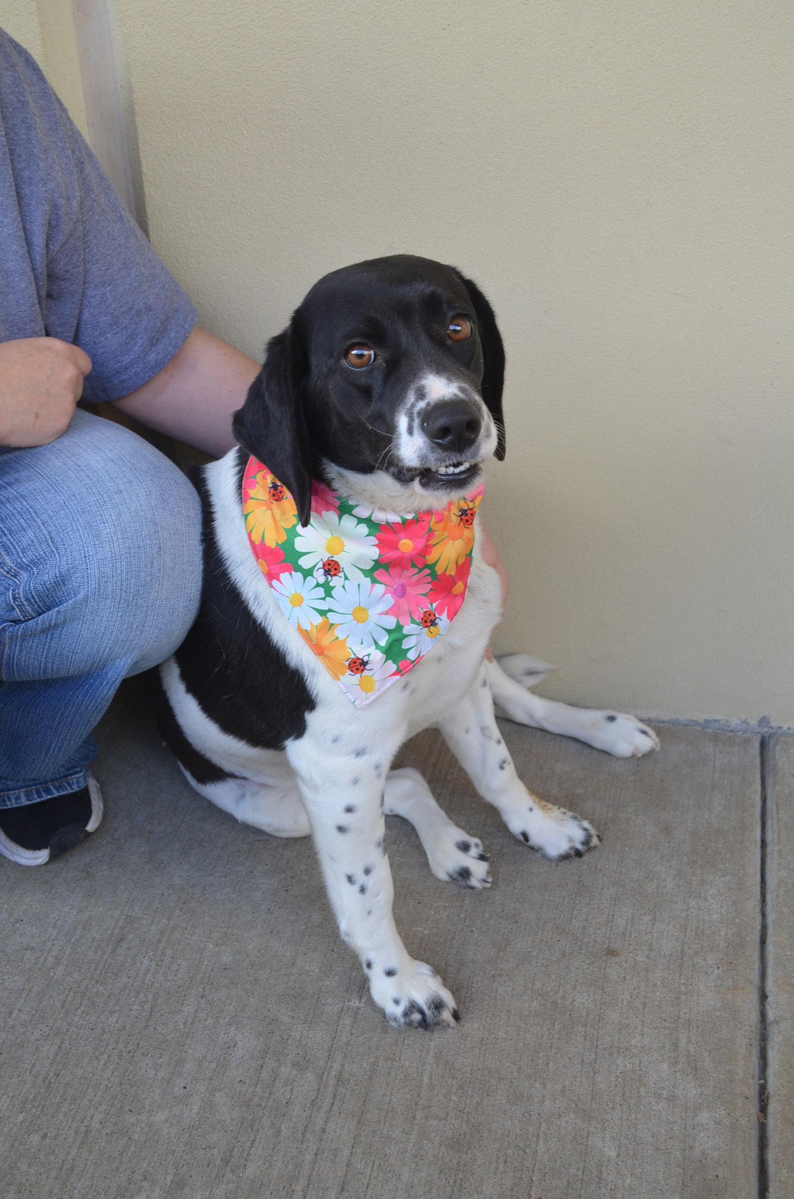 Enlarge Lucky Ladybug, a Adopted Beagle in McKinney, TX image 2/3