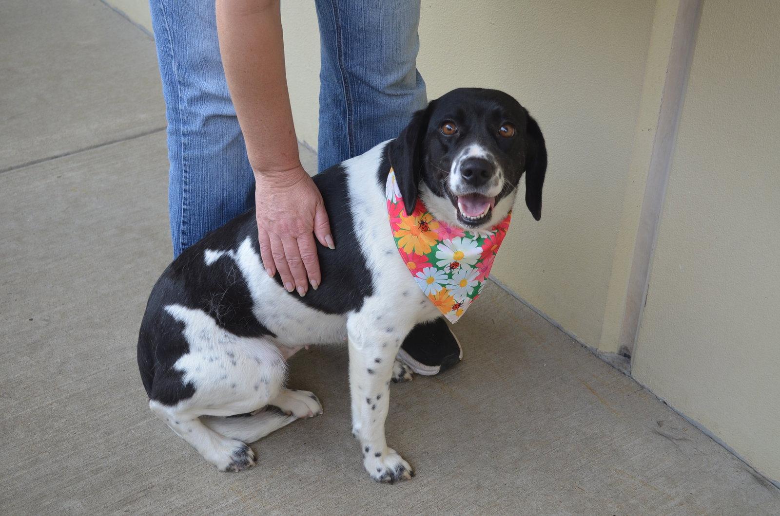 Enlarge Lucky Ladybug, a Adopted Beagle in McKinney, TX image 3/3